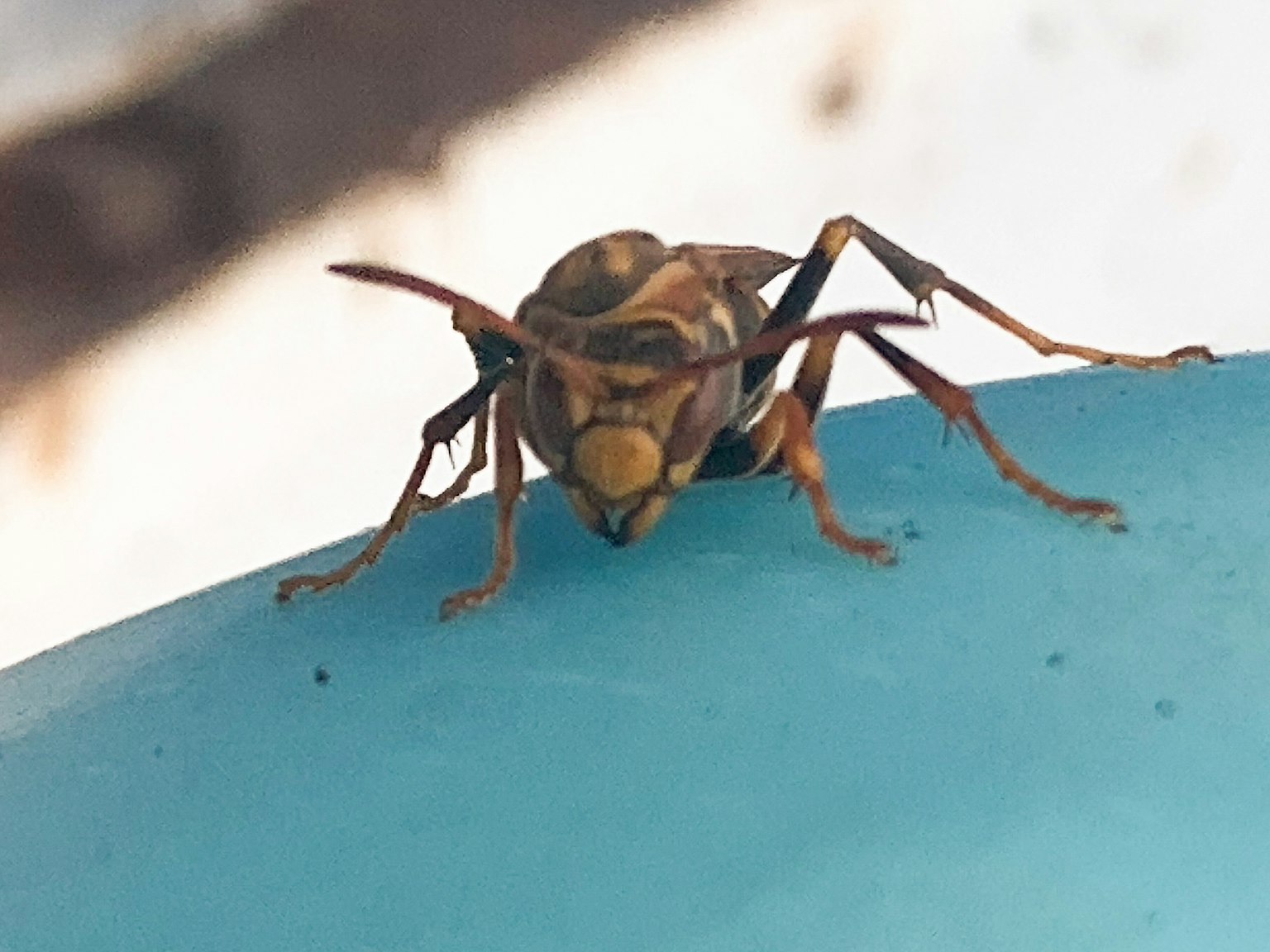 Gros plan d'une guêpe sur une surface bleue
