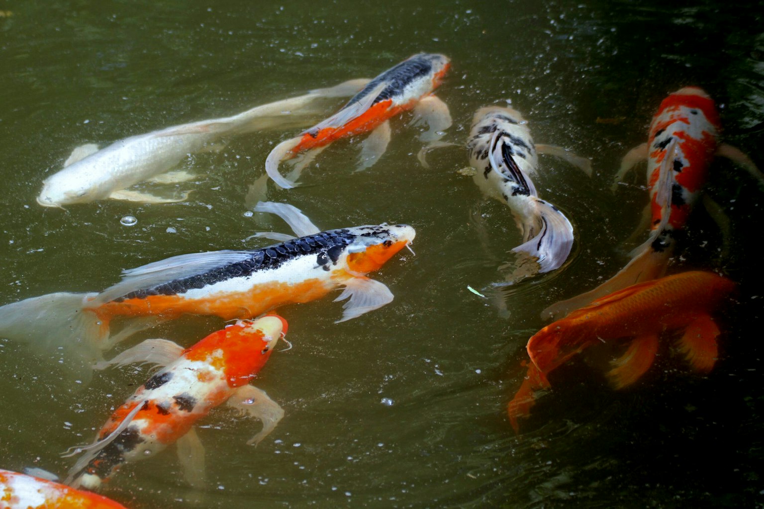 Bunte Karpfen schwimmen im Wasser