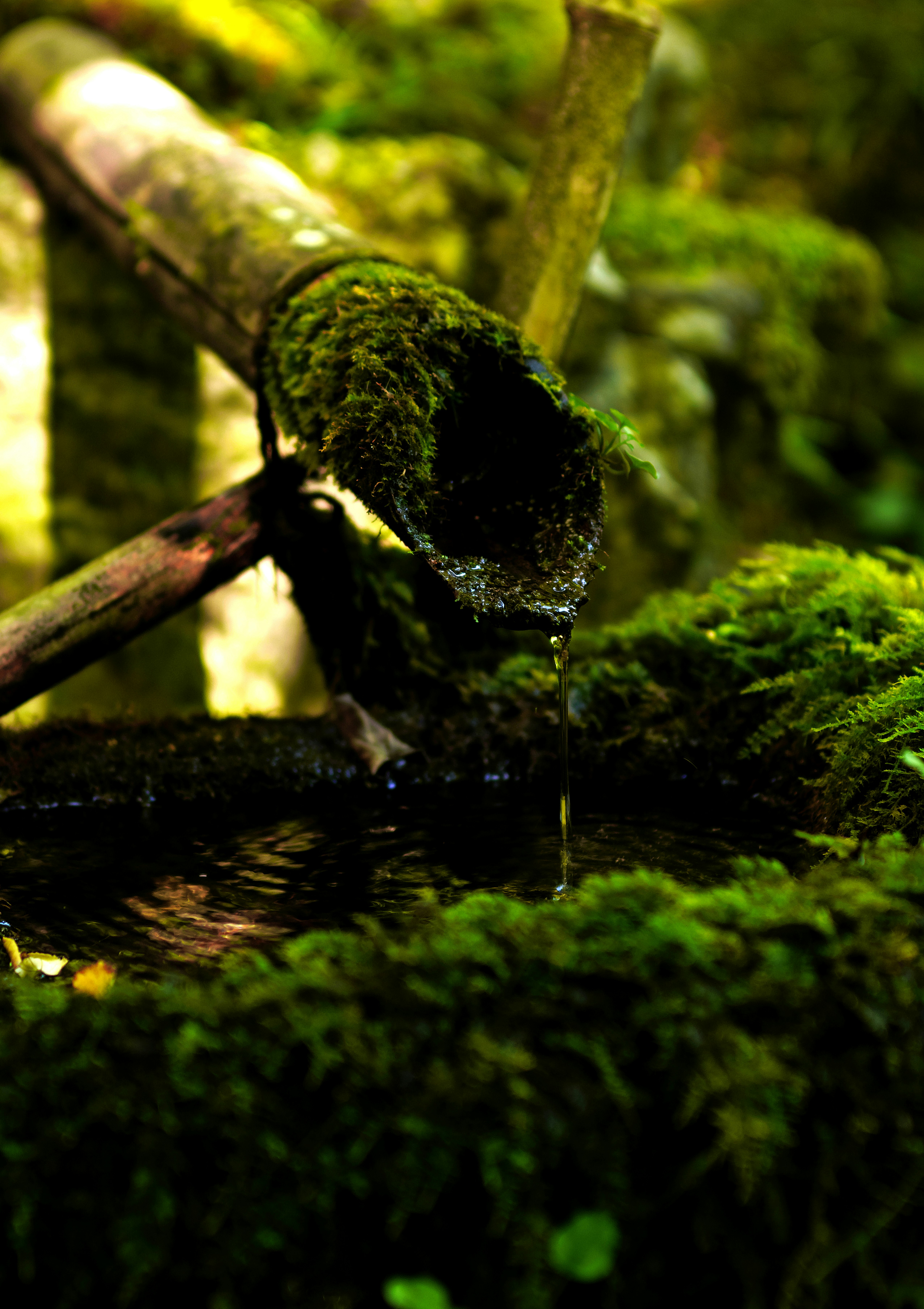 苔むした木の枝と小さな水たまりのある森の風景