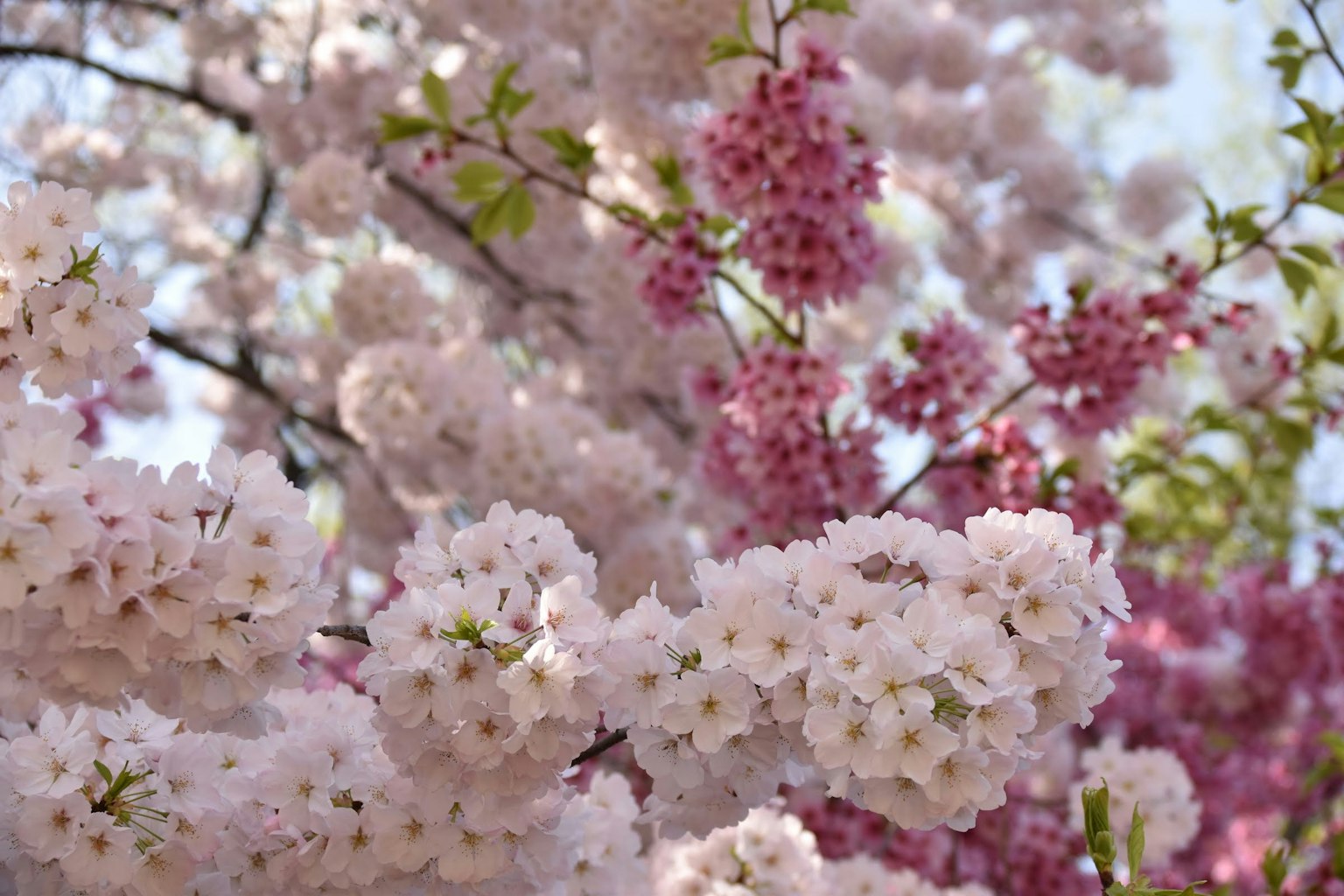 Pemandangan indah bunga sakura yang mekar