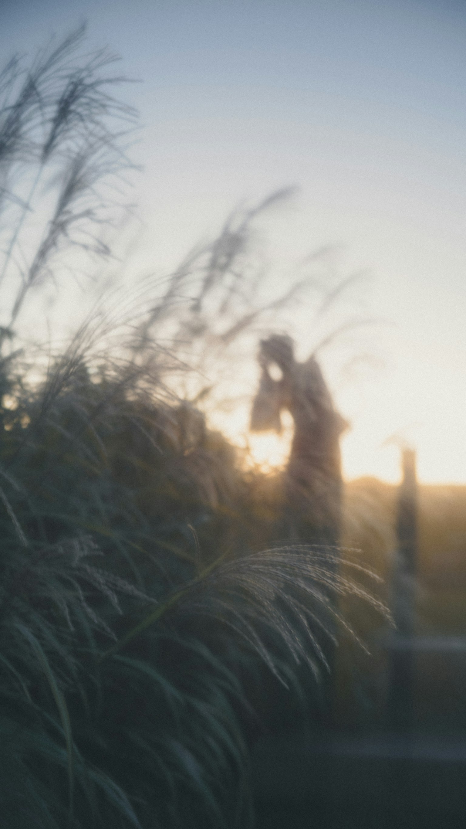 夕日を背景にした草の中に立つ人物のシルエット