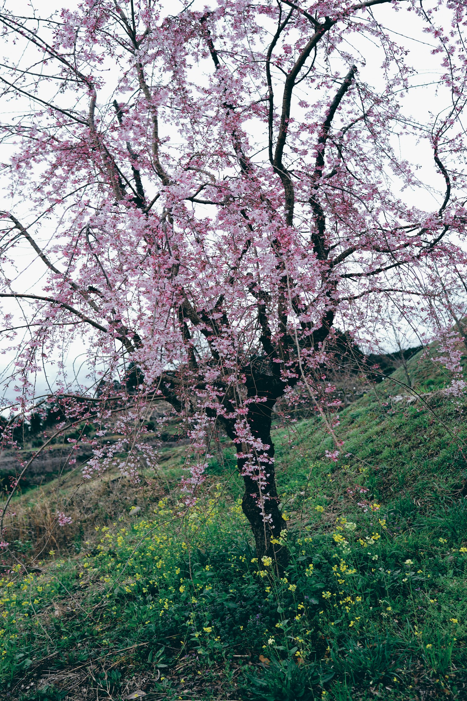 Albero di ciliegio con fiori rosa e erba verde