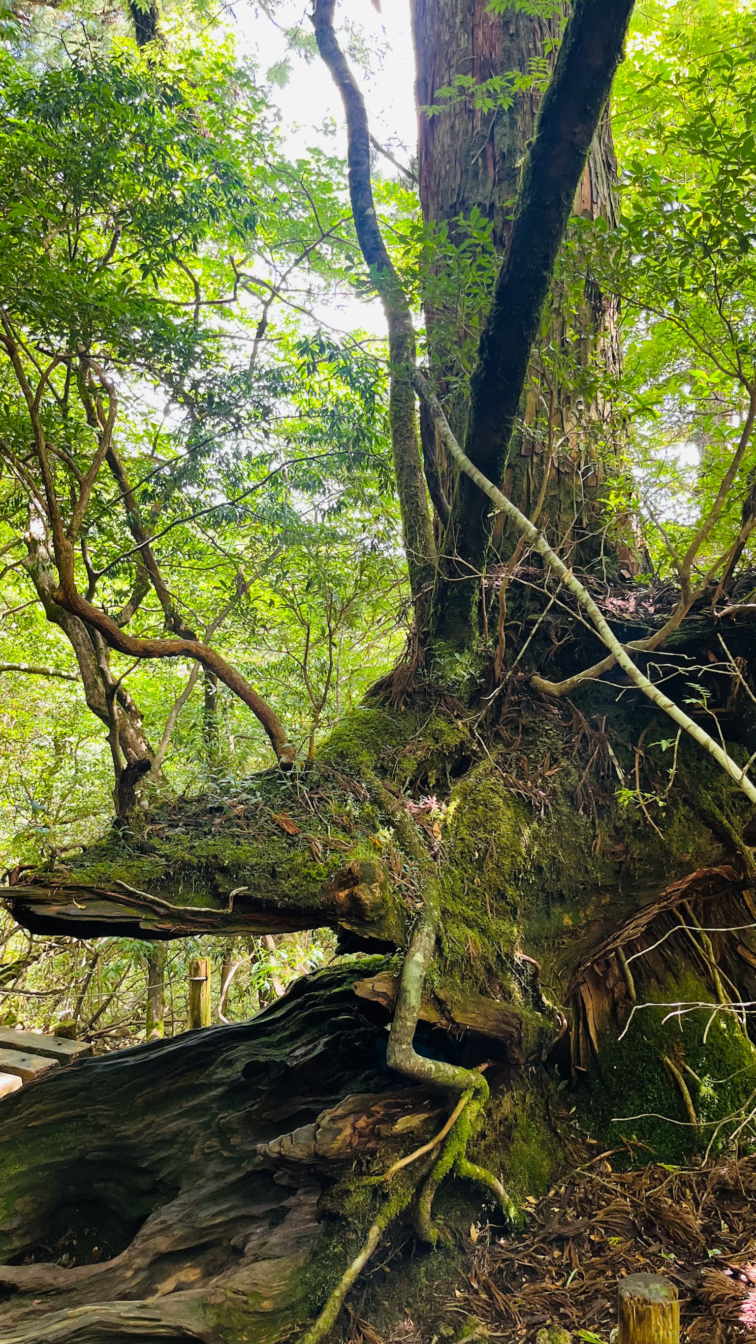 Image of a large tree trunk in a lush forest Thick roots and surrounding plants are prominent