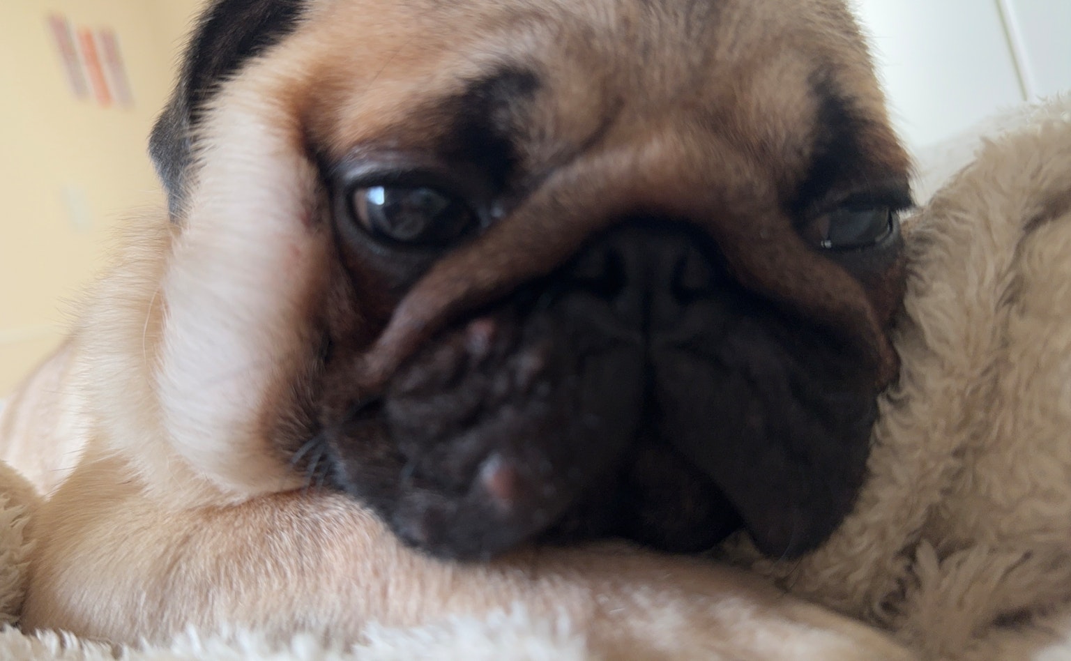 Schläfriger Mops, der auf einer Decke ruht