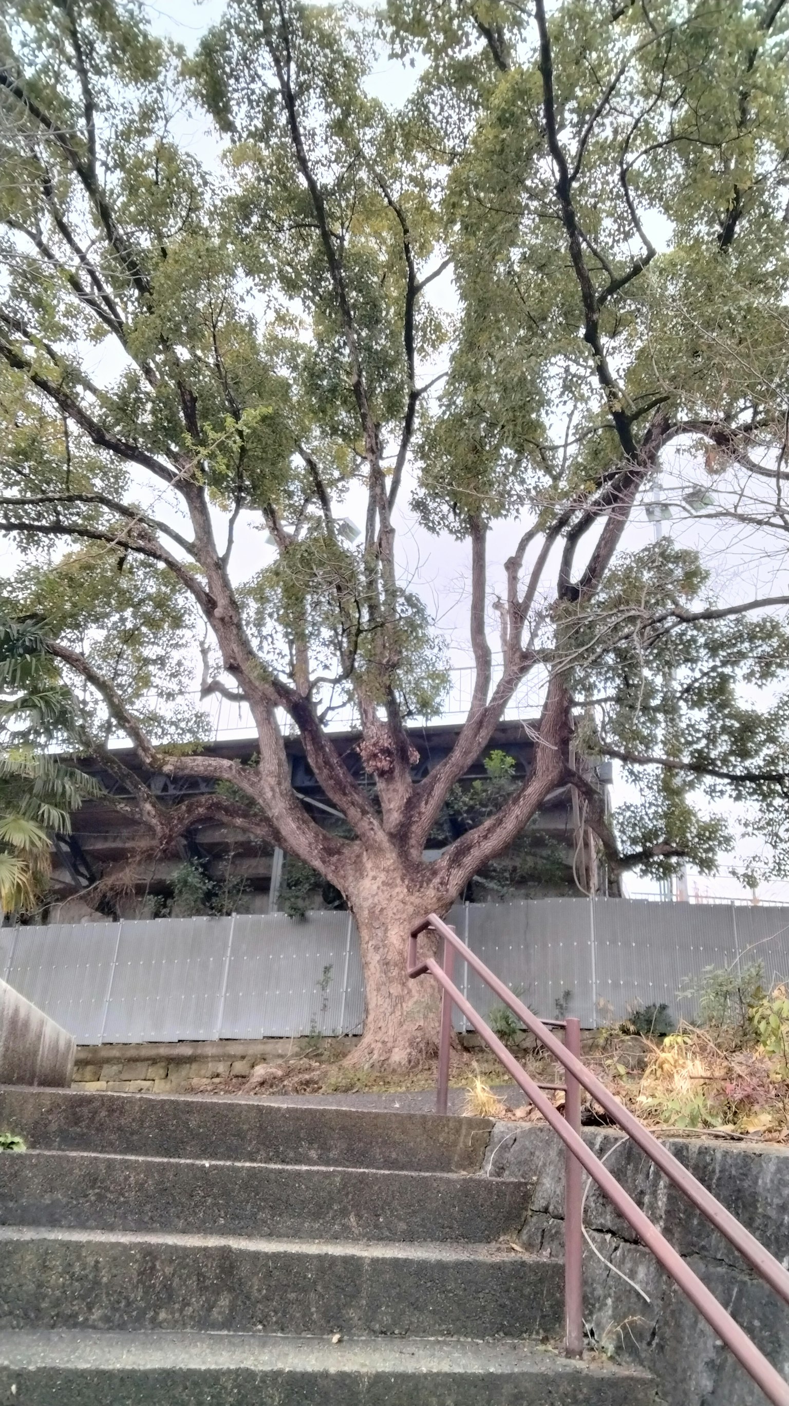 A large tree standing above a set of stairs with surrounding scenery