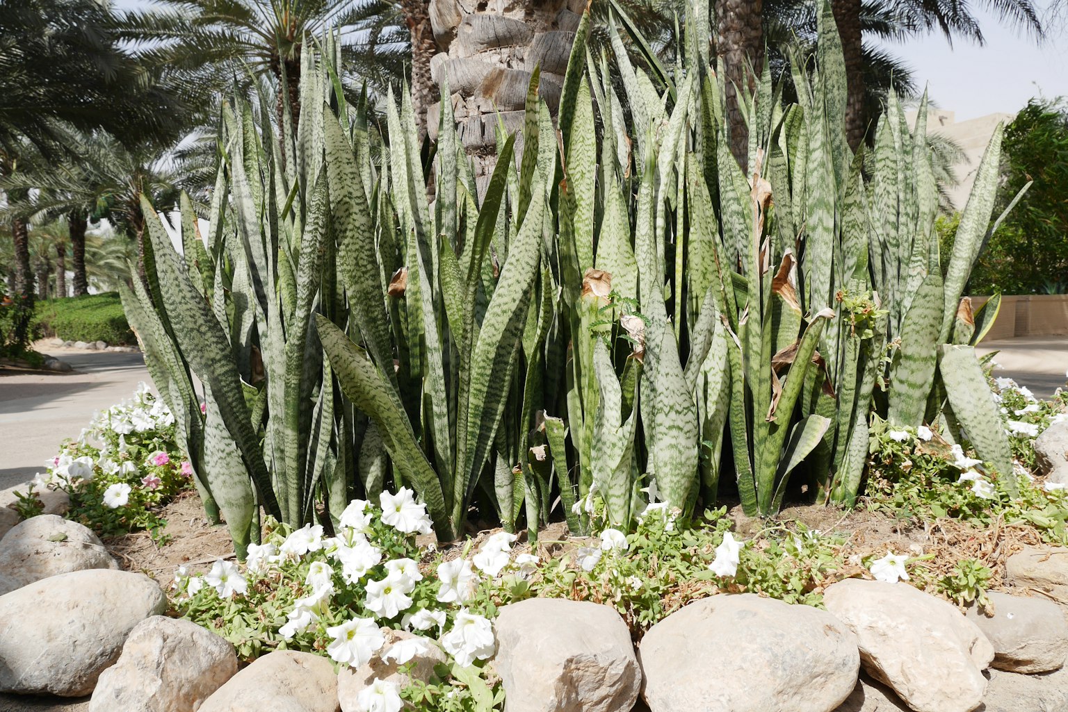 Gartenlandschaft mit Schlangenhautpflanzen und weißen Blumen