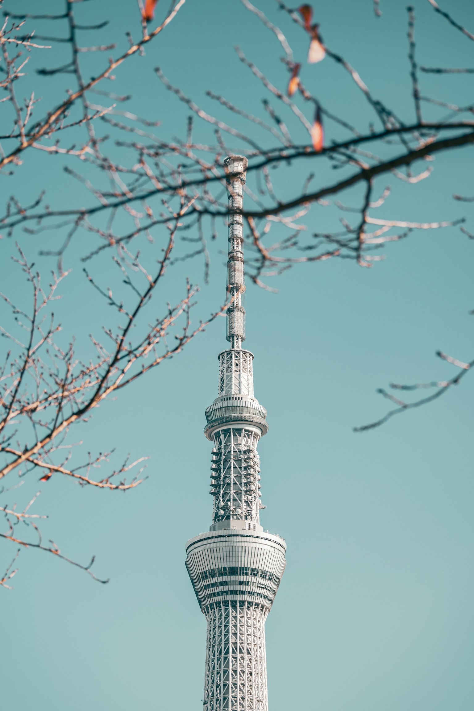 东京晴空下的晴空塔和树枝