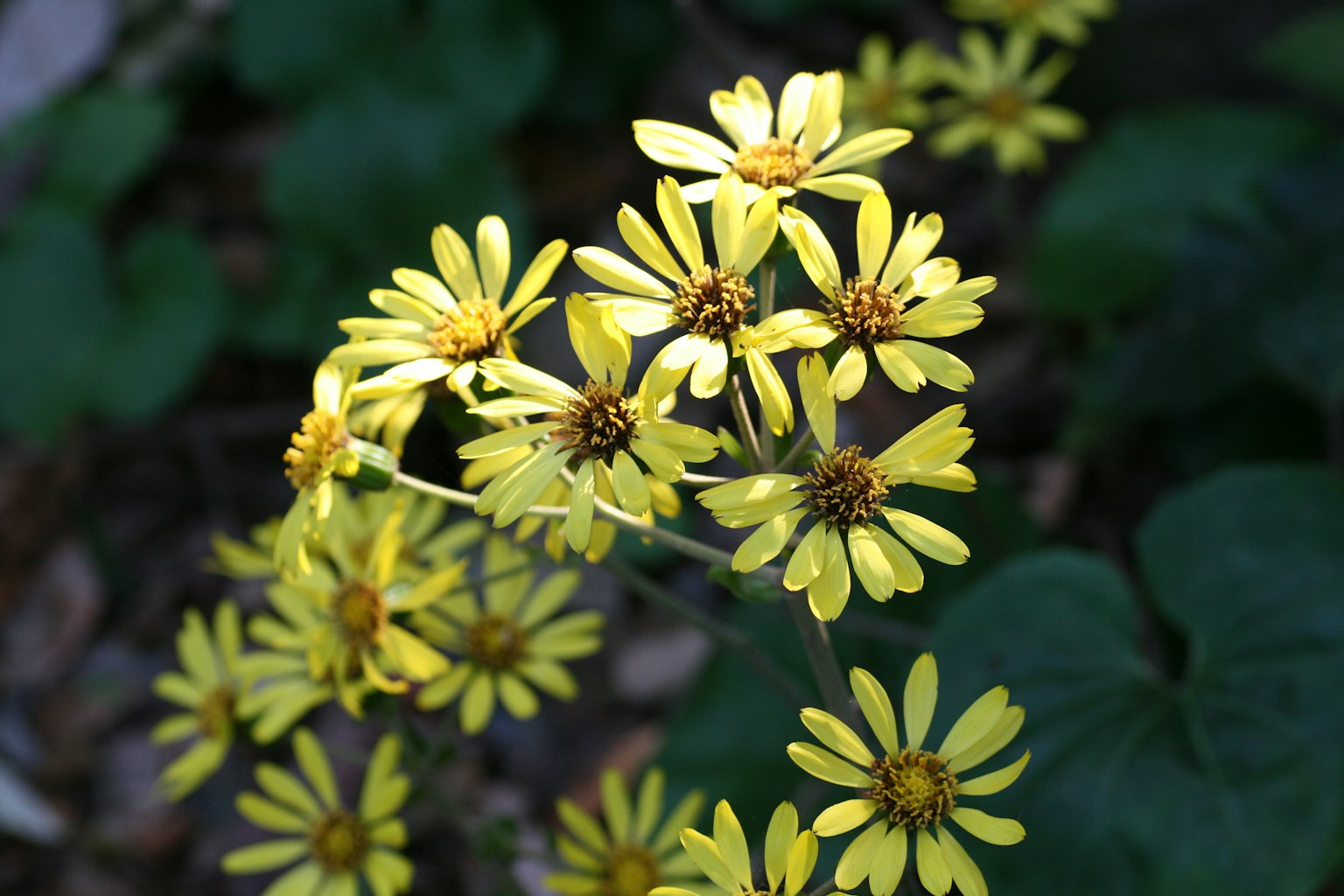 Immagine ravvicinata di una pianta con fiori gialli