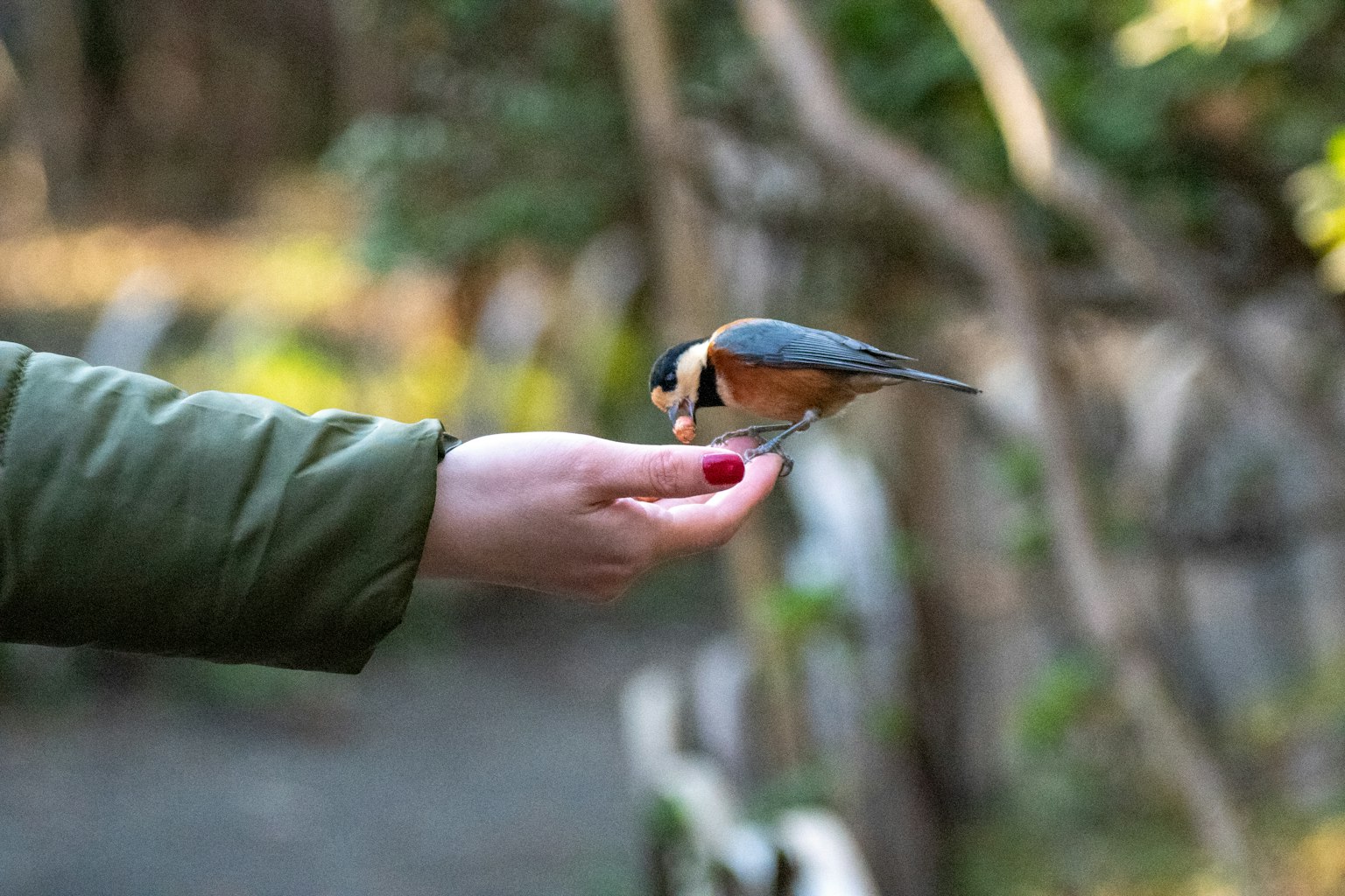 Un piccolo uccello appollaiato su una mano con uno sfondo naturale