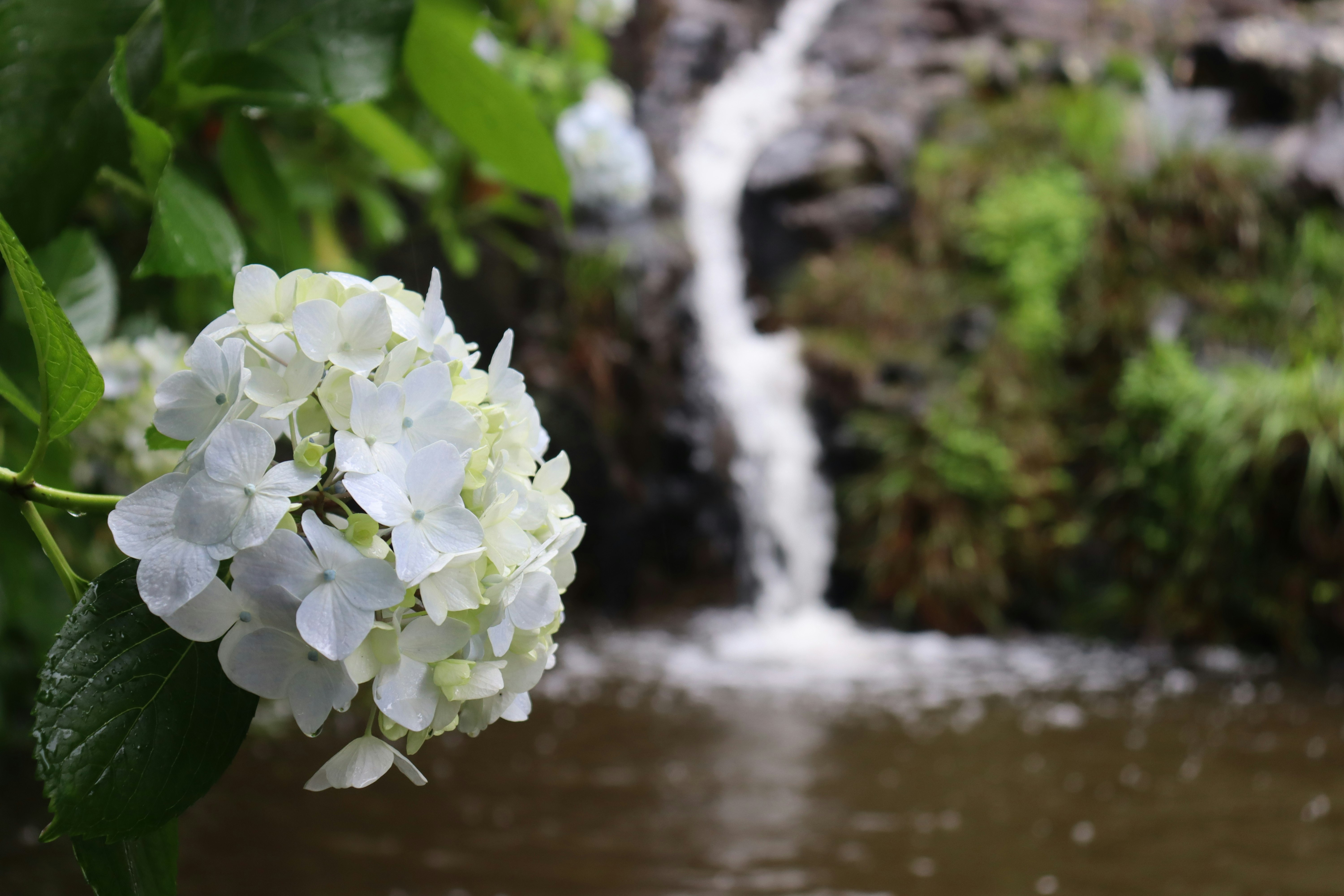 小川の流れのそばに咲く白いアジサイの花