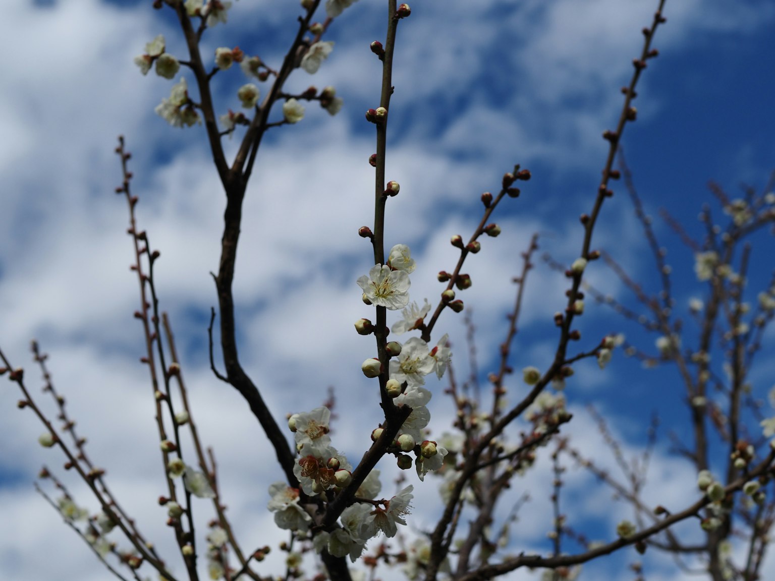 Nahaufnahme von Zweigen mit weißen Blüten vor blauem Himmel