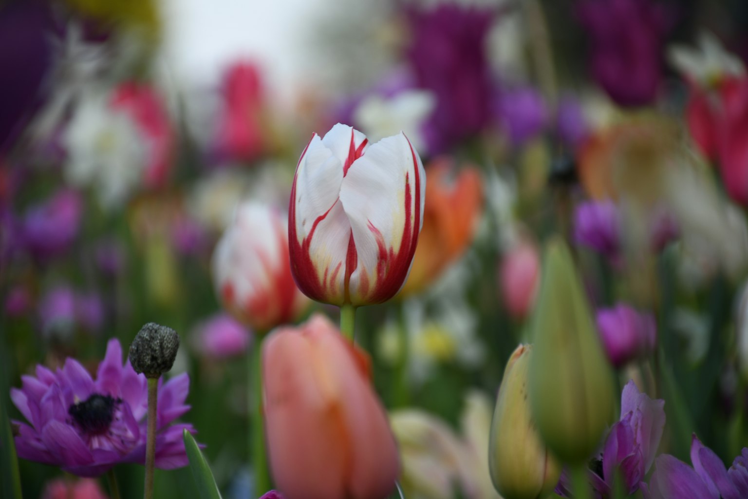 Une scène vibrante avec des tulipes colorées et des fleurs mettant en avant une tulipe rayée blanche et rouge