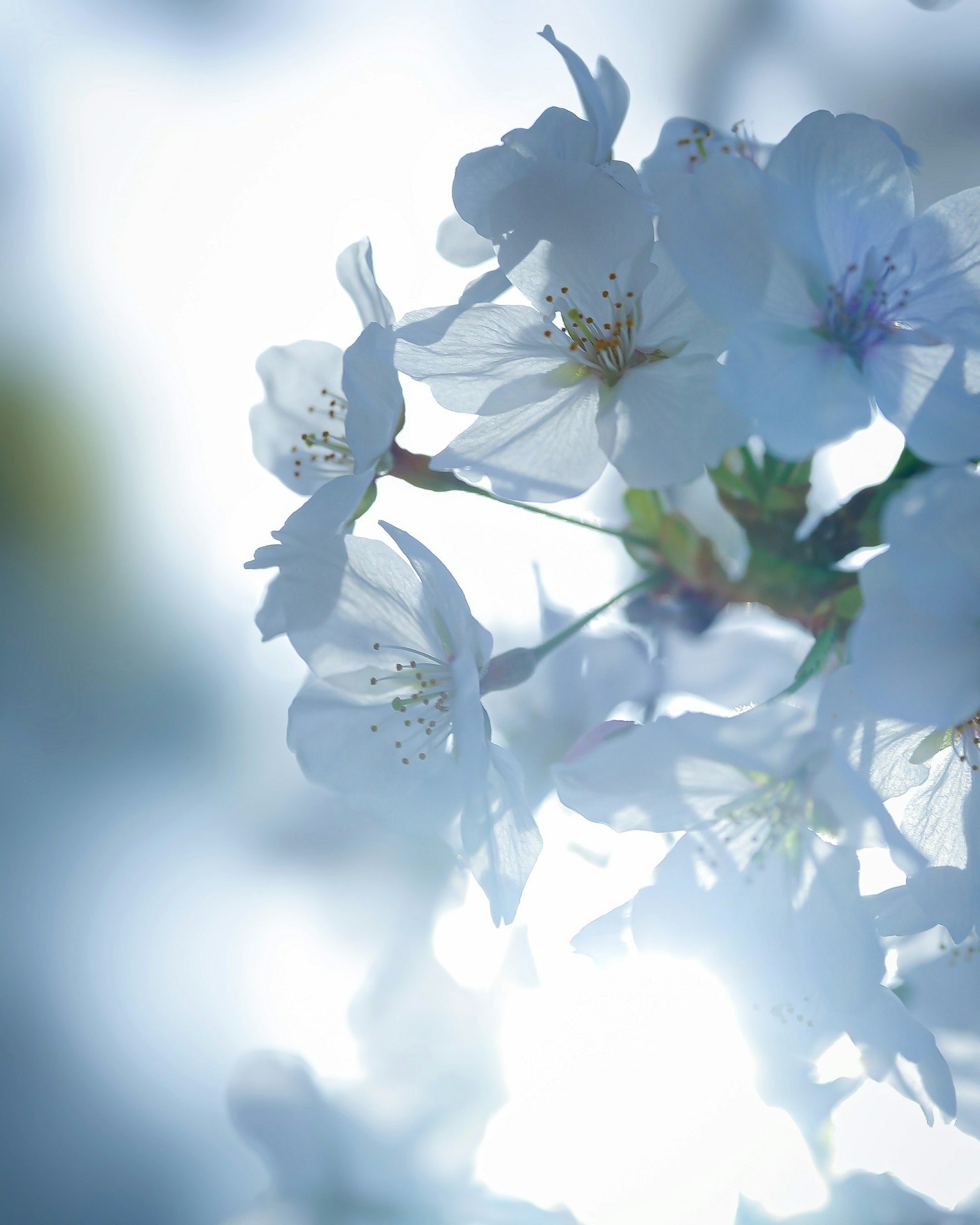 Delicate white cherry blossoms illuminated by soft light