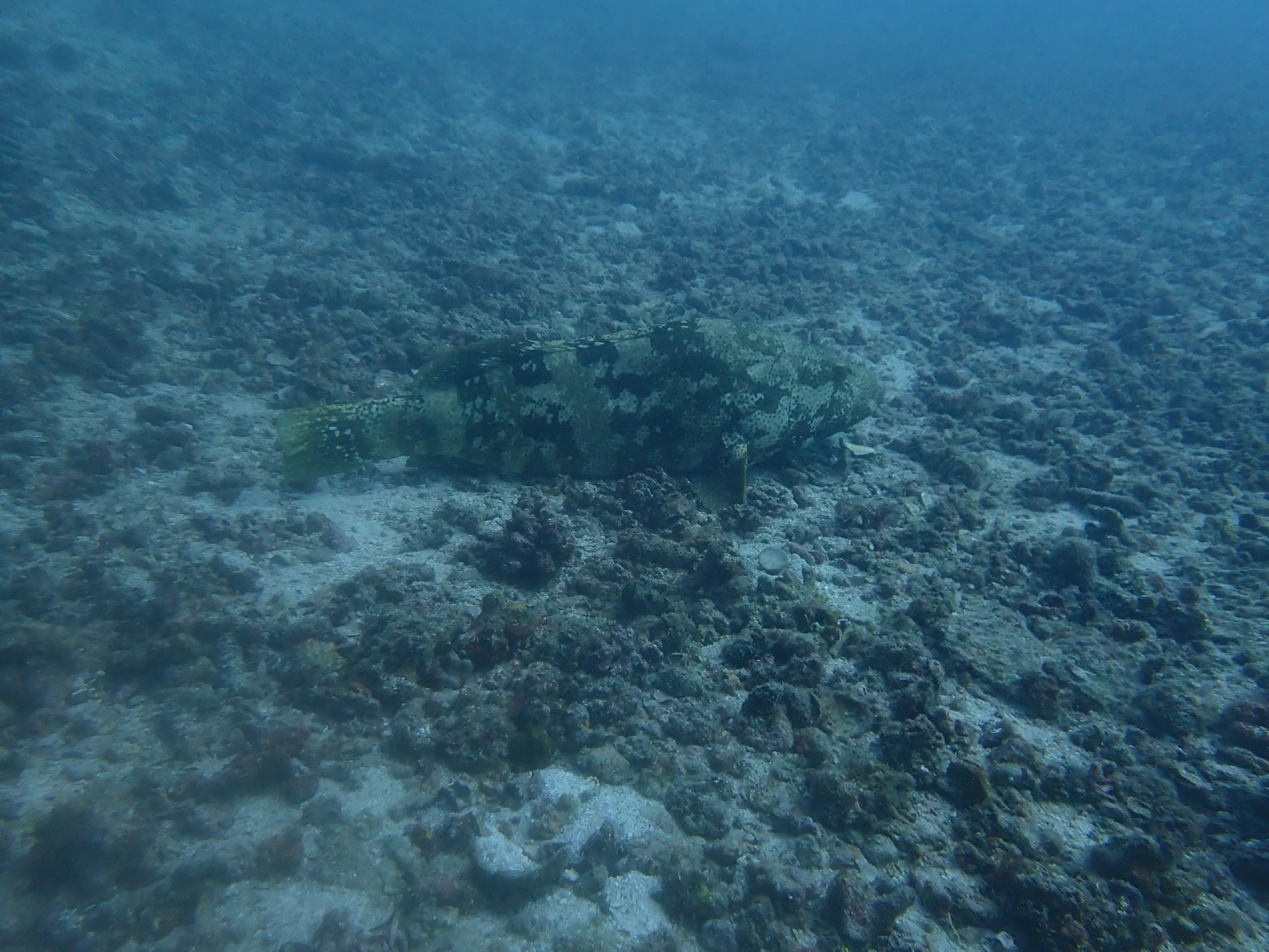 Image sous-marine de récif corallien avec vie marine camouflée