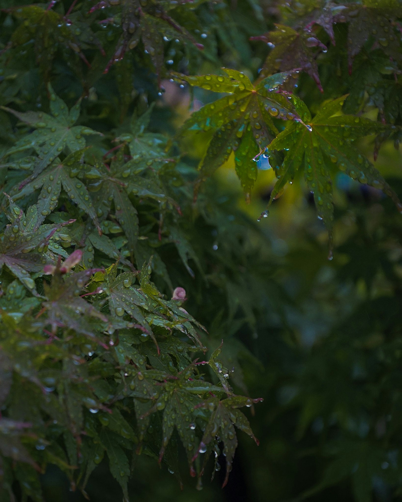 雨上がりの葉に滴る雫のある緑の茂み