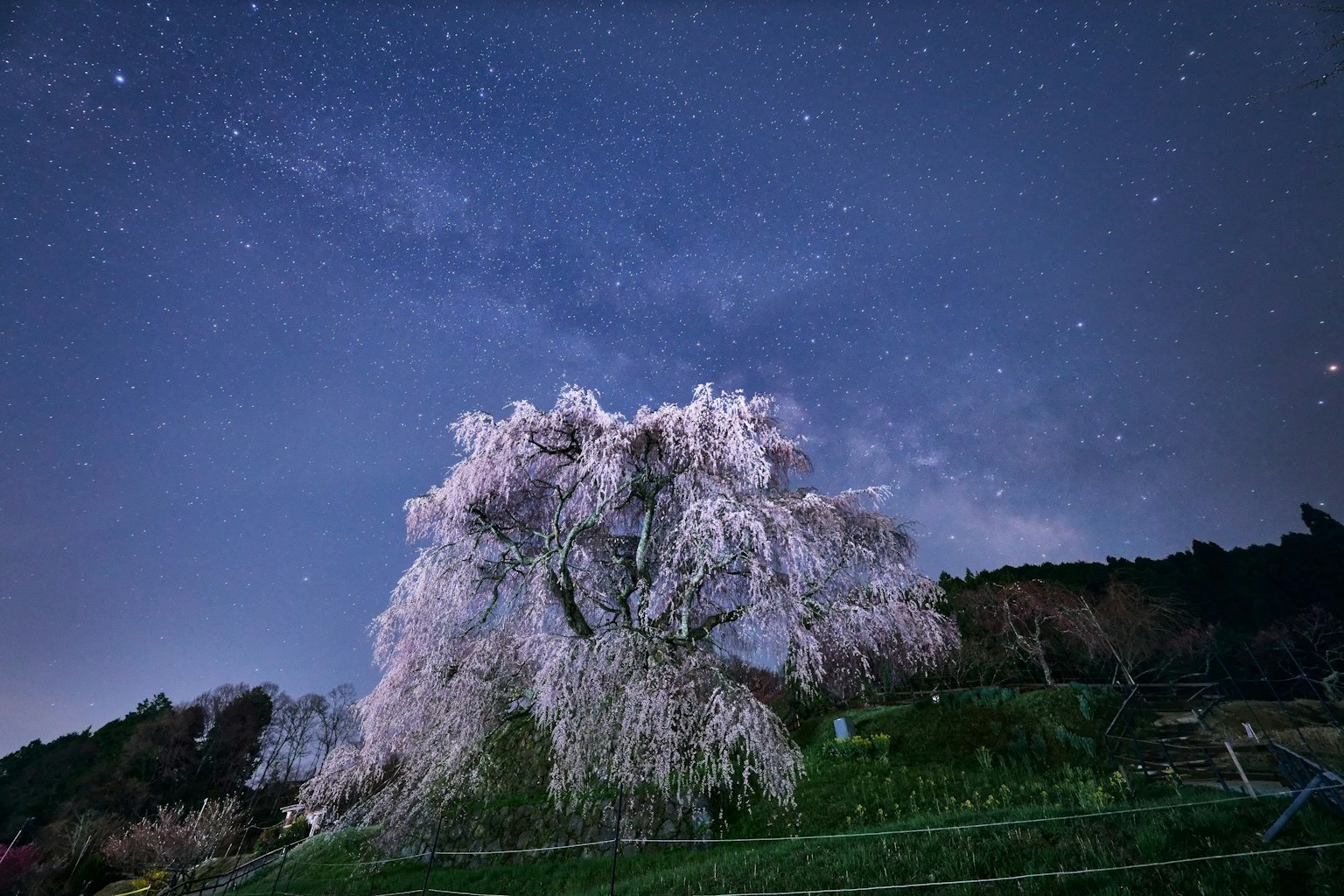 星空下盛开的美丽樱花树