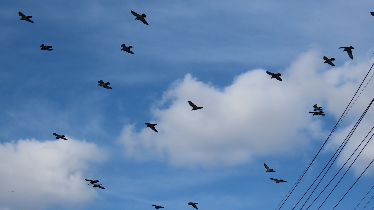 Sekawanan burung terbang di langit biru dengan awan putih
