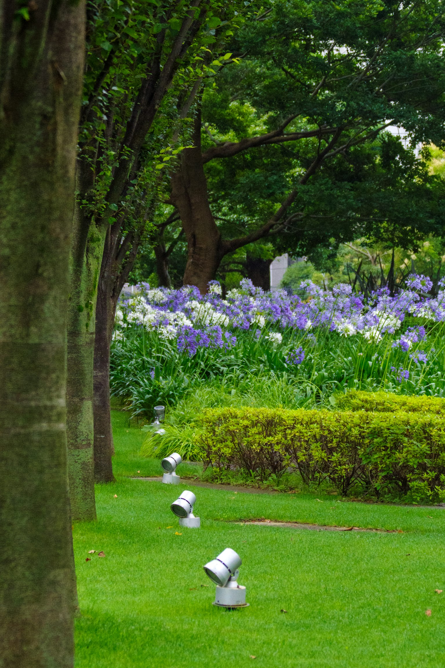 青紫色の花が咲いた庭園の風景 緑の芝生と照明器具が並ぶ