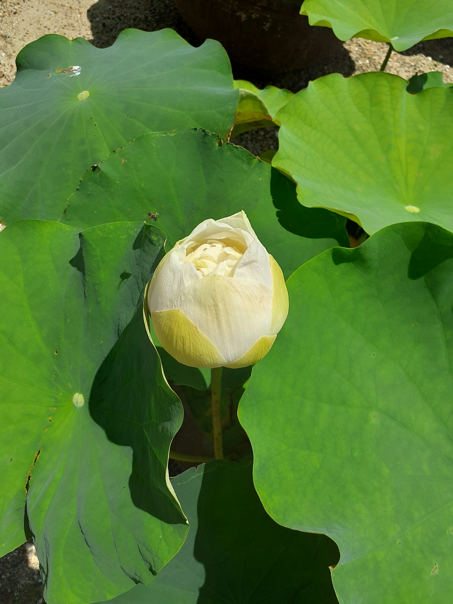 A white lotus bud surrounded by large green leaves
