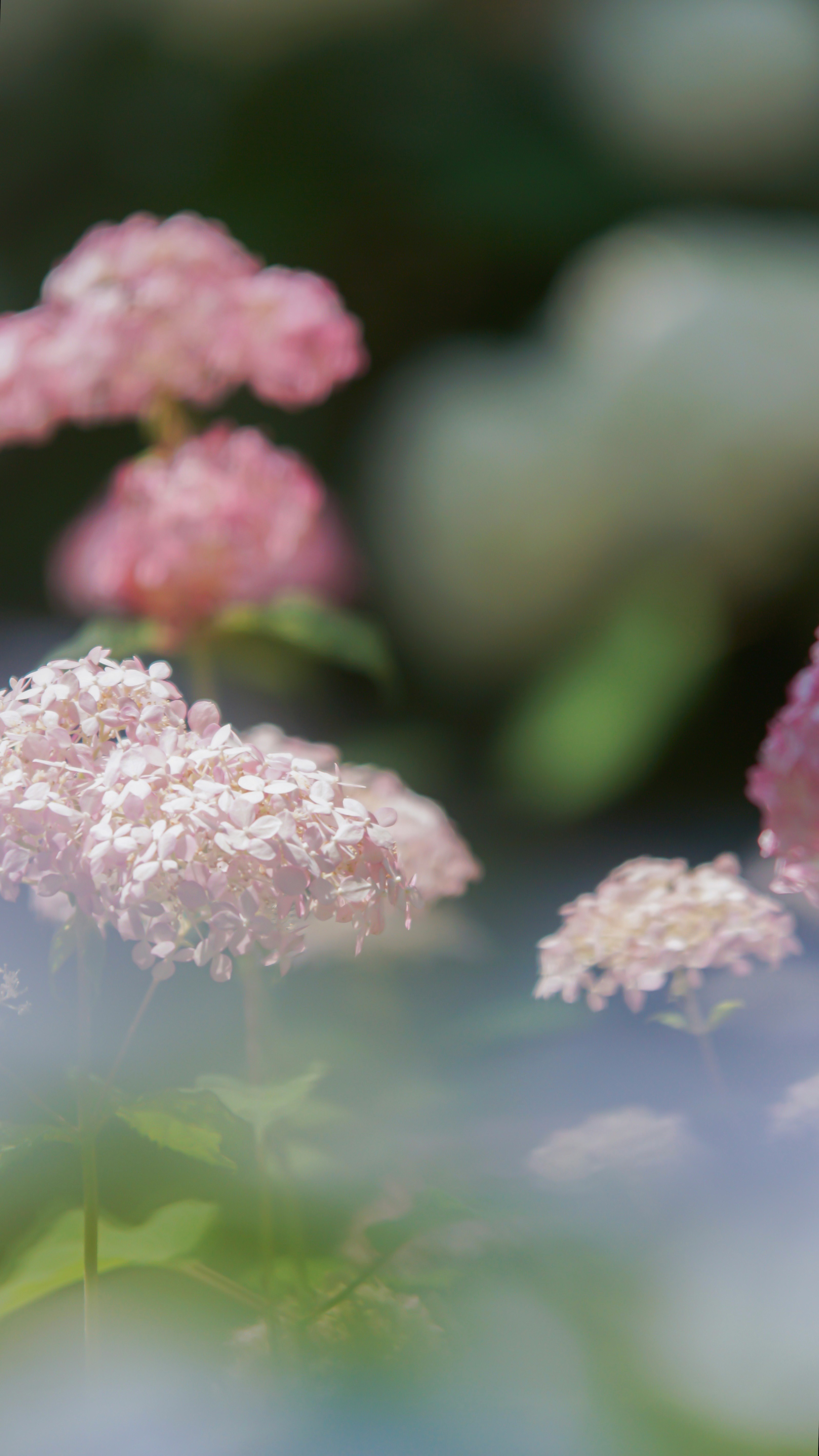 ピンクアナベルの紫陽花が咲く花畑のボケ背景