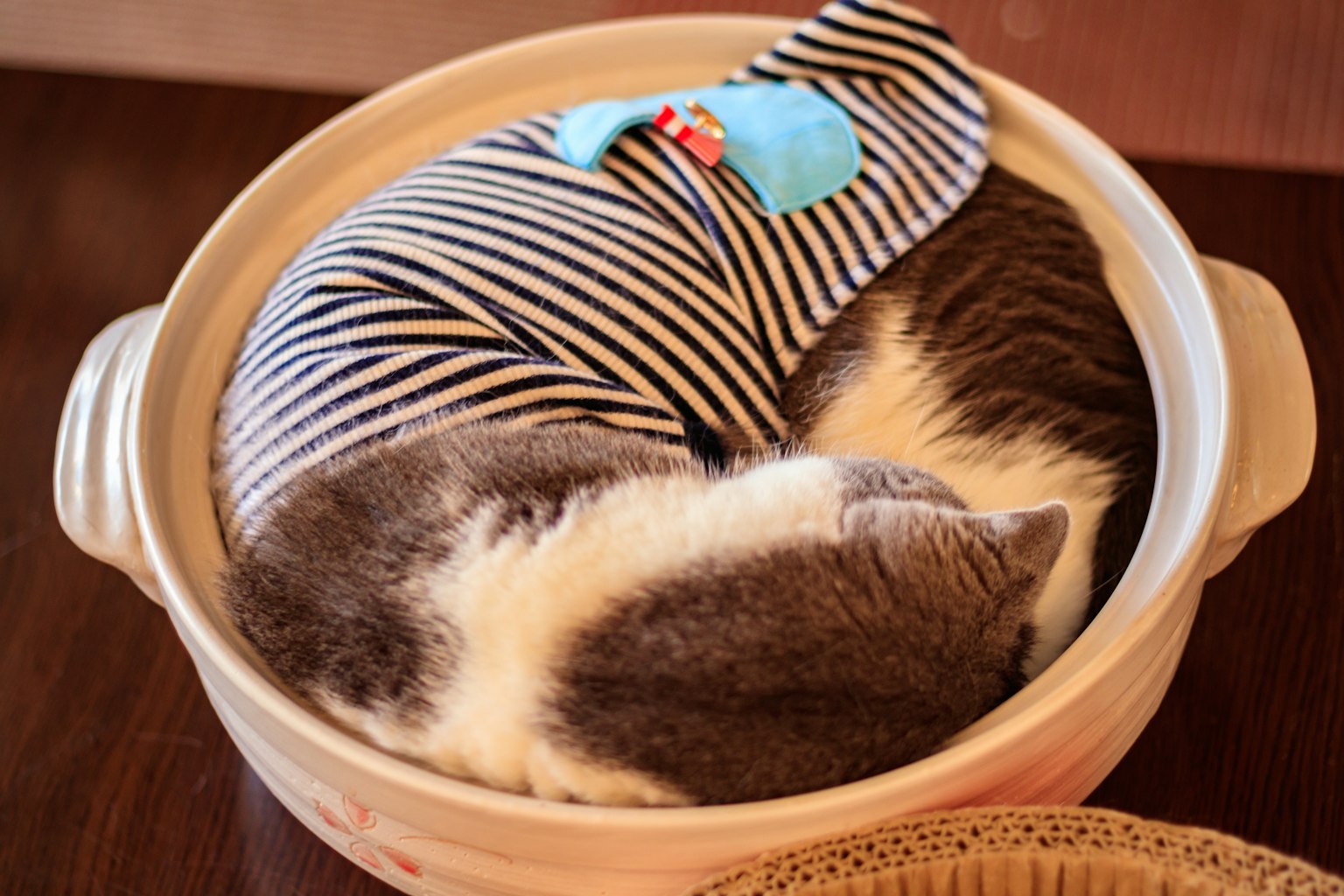 Un chat portant un vêtement rayé enroulé dormant dans un plat en céramique