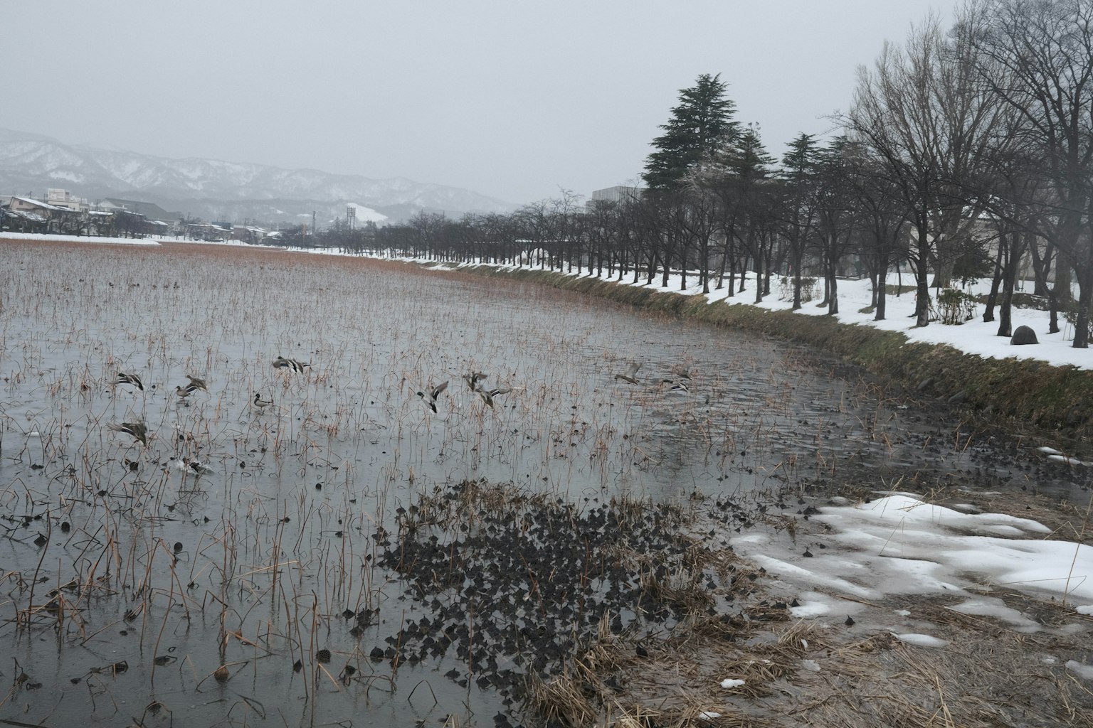 Paysage tranquille avec un rivage enneigé et des plantes sèches
