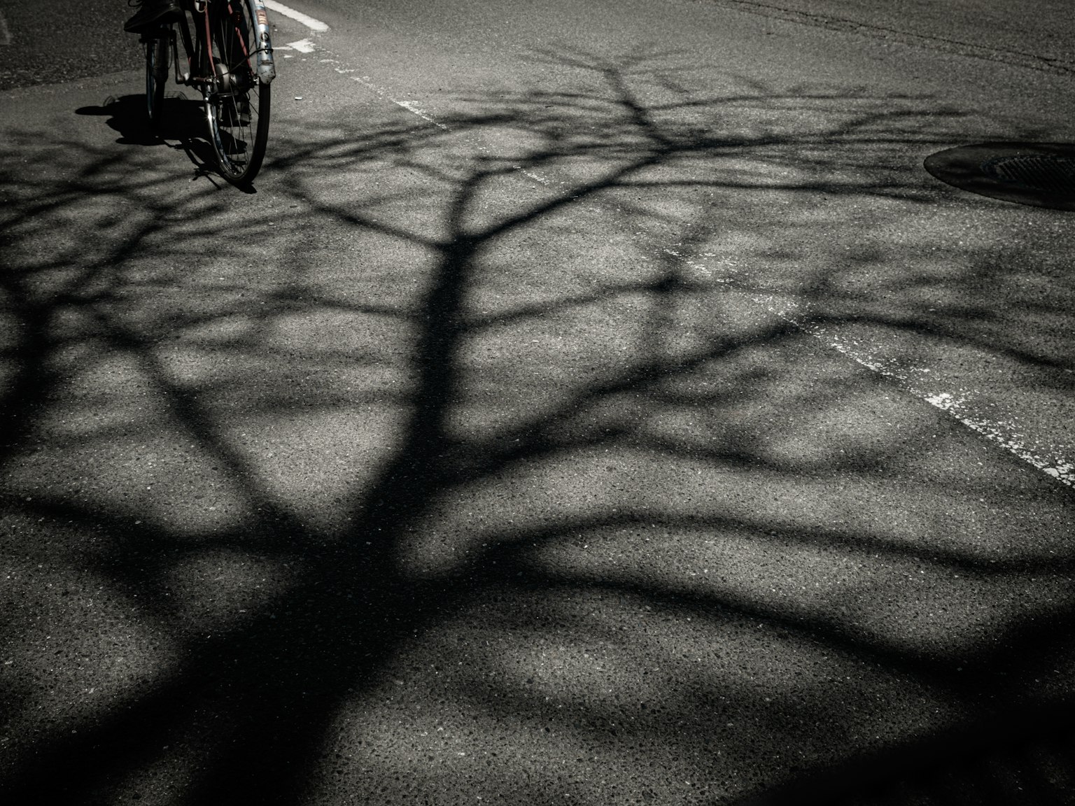 A bicycle casting a shadow of tree branches on the asphalt