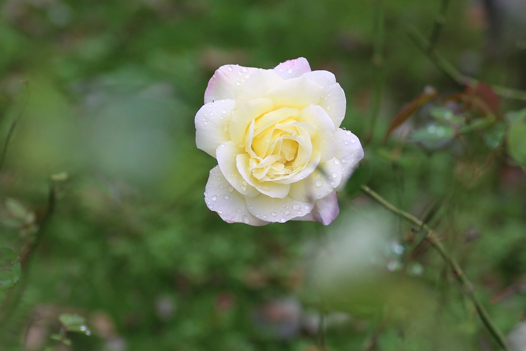 weiße Rosenblüte auf Moos