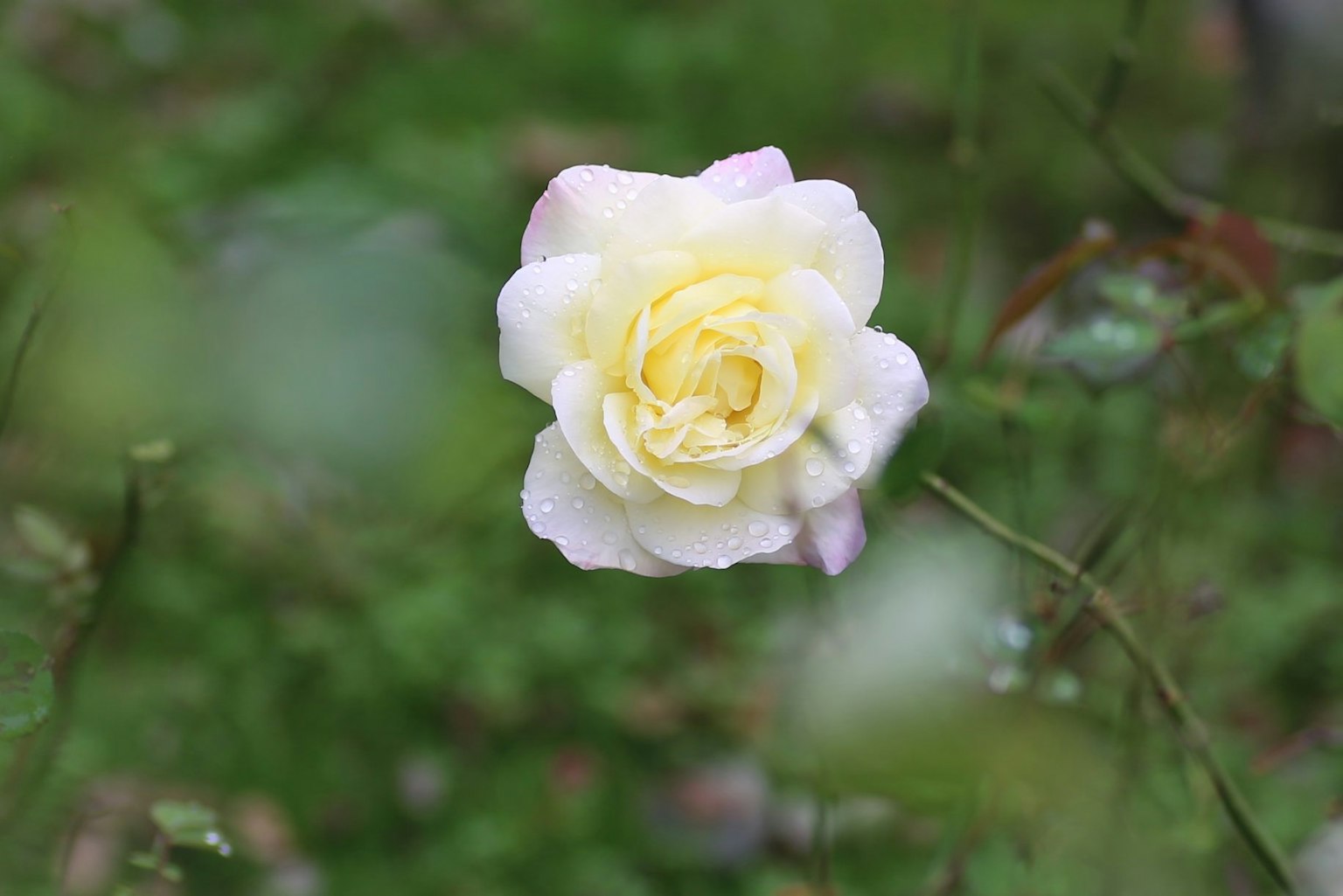 Eine weiße Rose, die vor einem grünen Hintergrund blüht