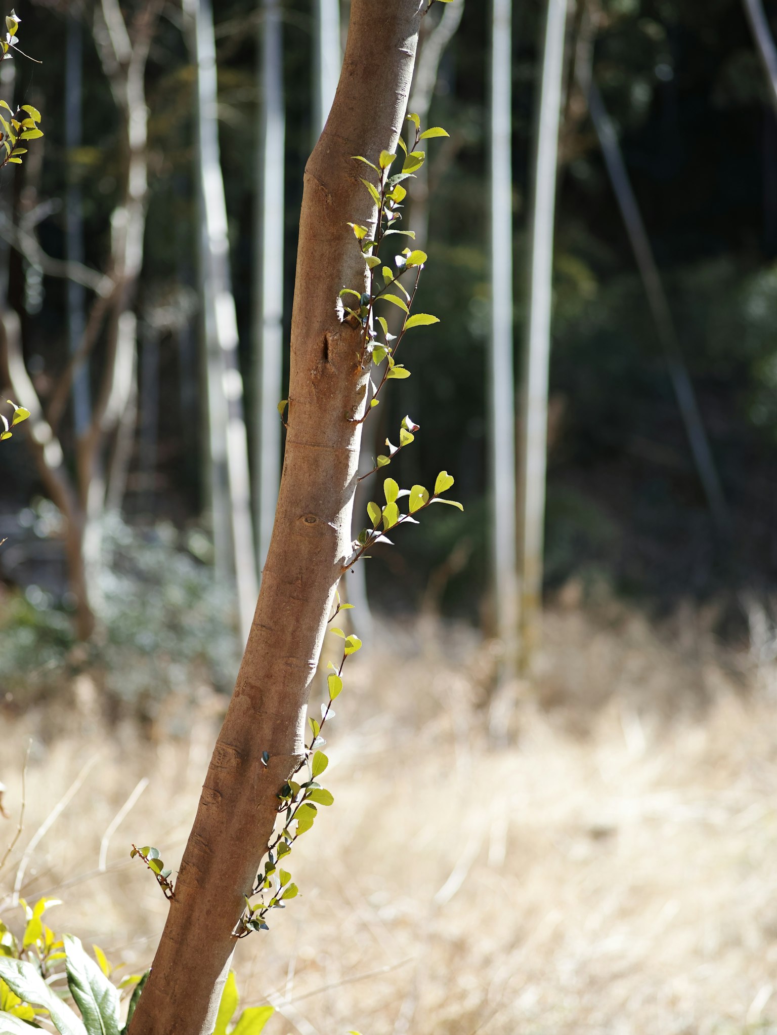 Un tronco de árbol con hojas nuevas creciendo