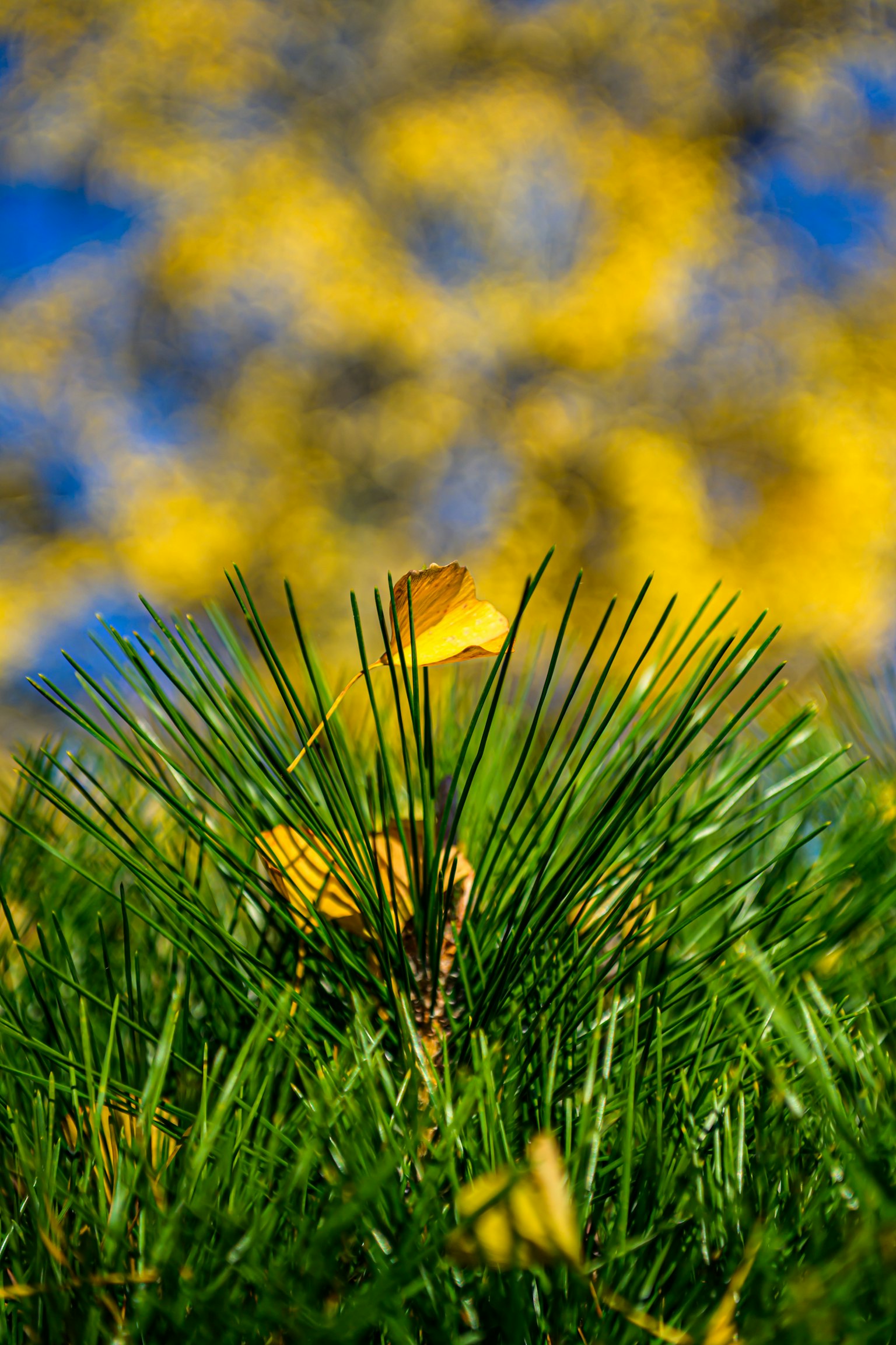 青空の下にある緑の松の葉と黄色い背景の秋の風景