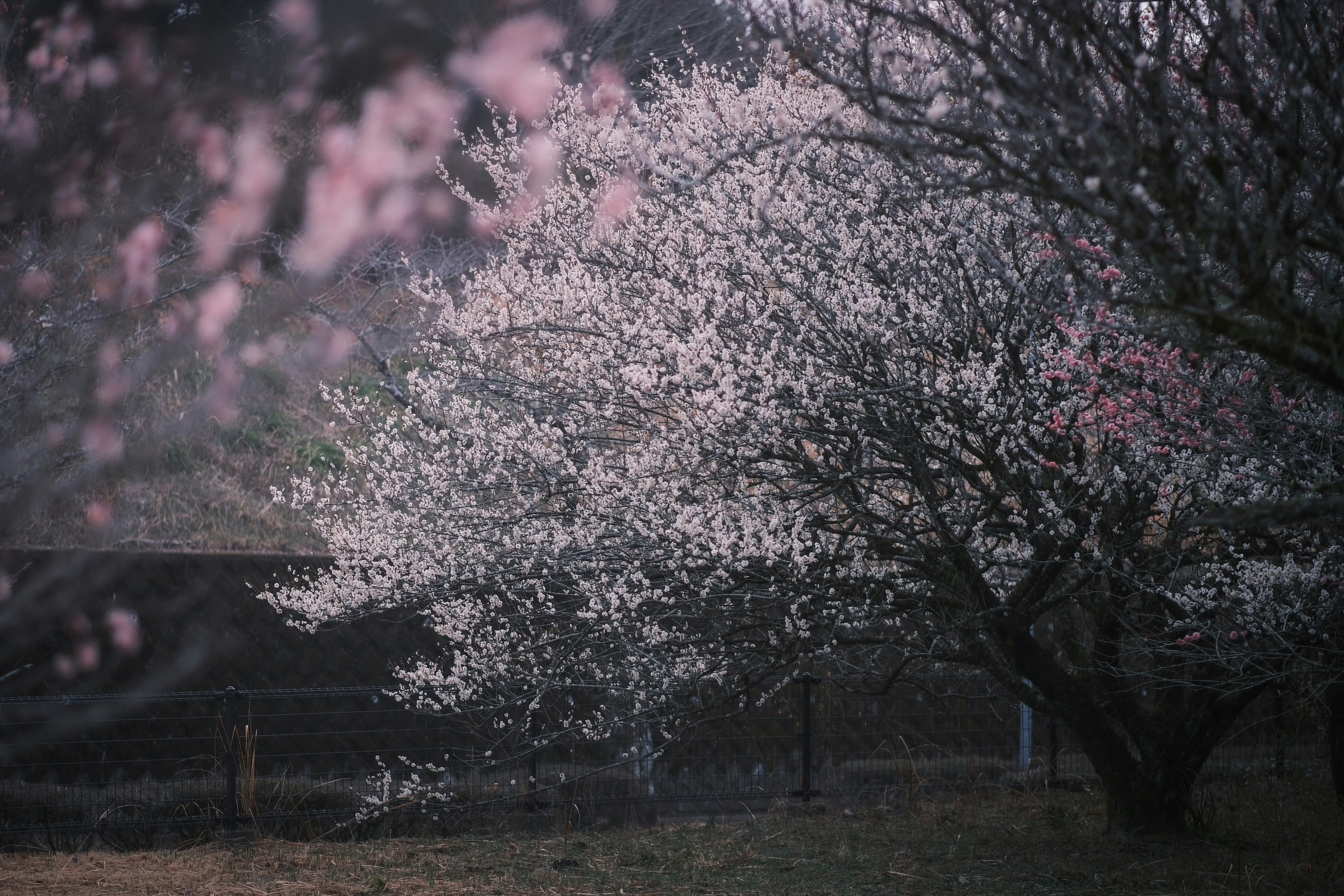 早朝の梅の花が咲く庭の木々