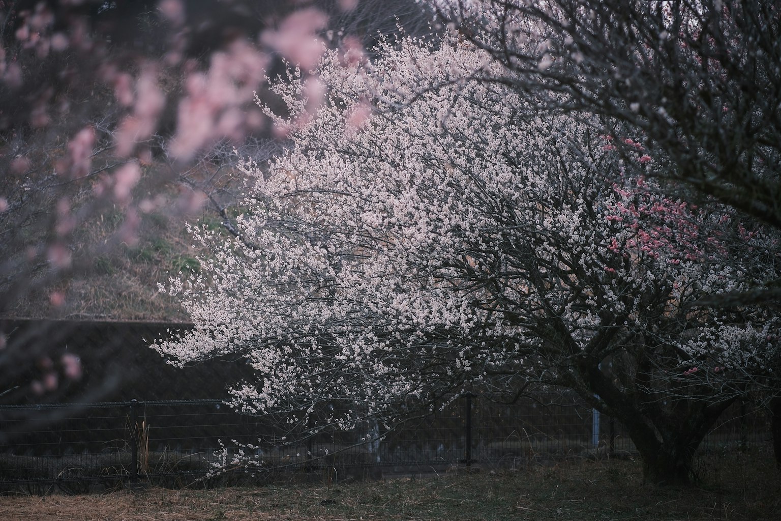 Ein Baum mit blassen rosa Blüten und einem verschwommenen Hintergrund