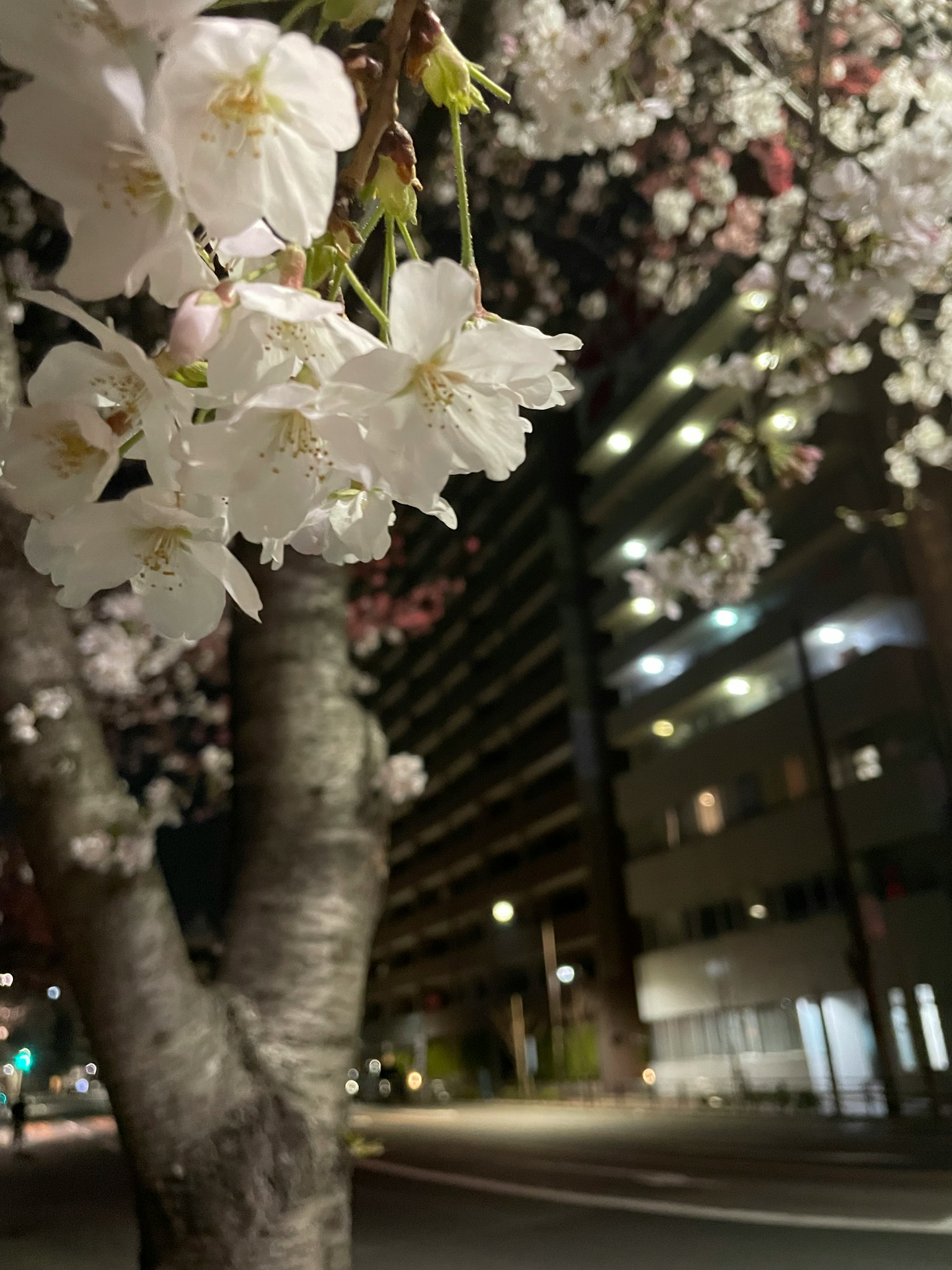 Kirschblüten in der Nacht mit Gebäuden im Hintergrund