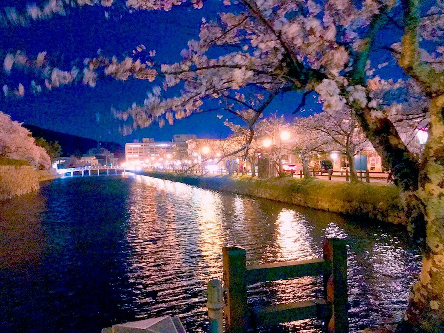 Pemandangan malam bunga sakura di tepi sungai