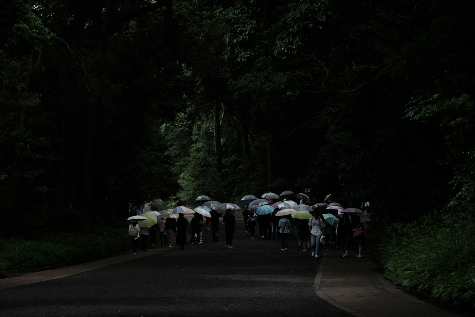 A group of people walking with umbrellas in a lush green forest