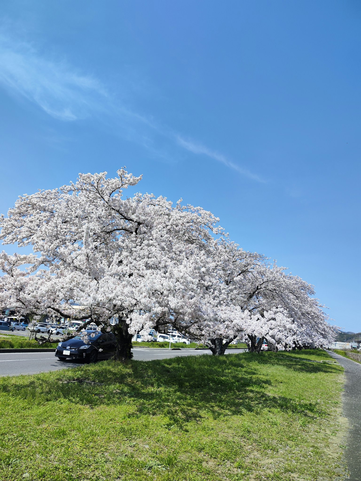 Árbol de cerezo en flor bajo un cielo azul claro