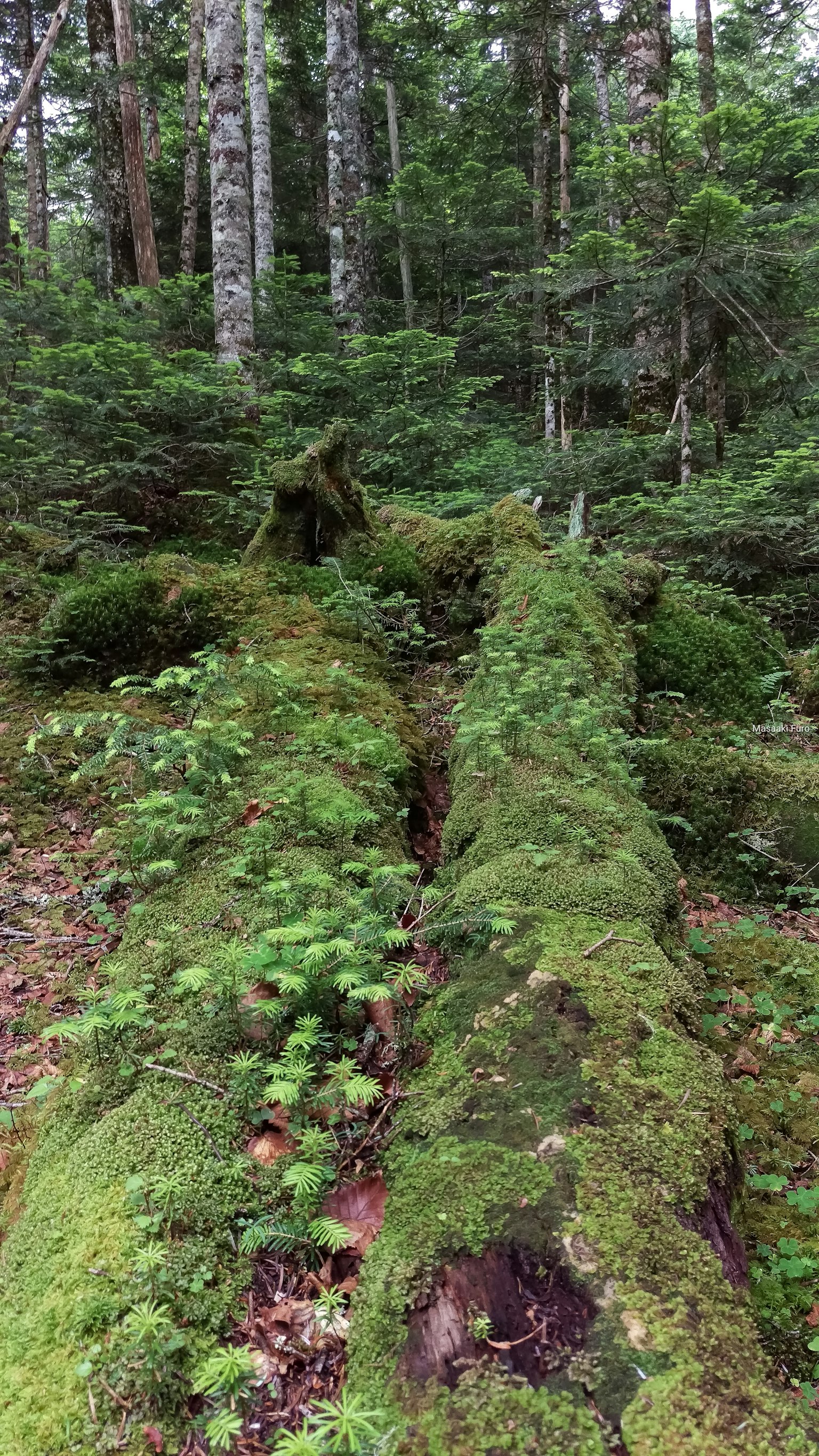 Troncos caídos cubiertos de musgo verde en un bosque