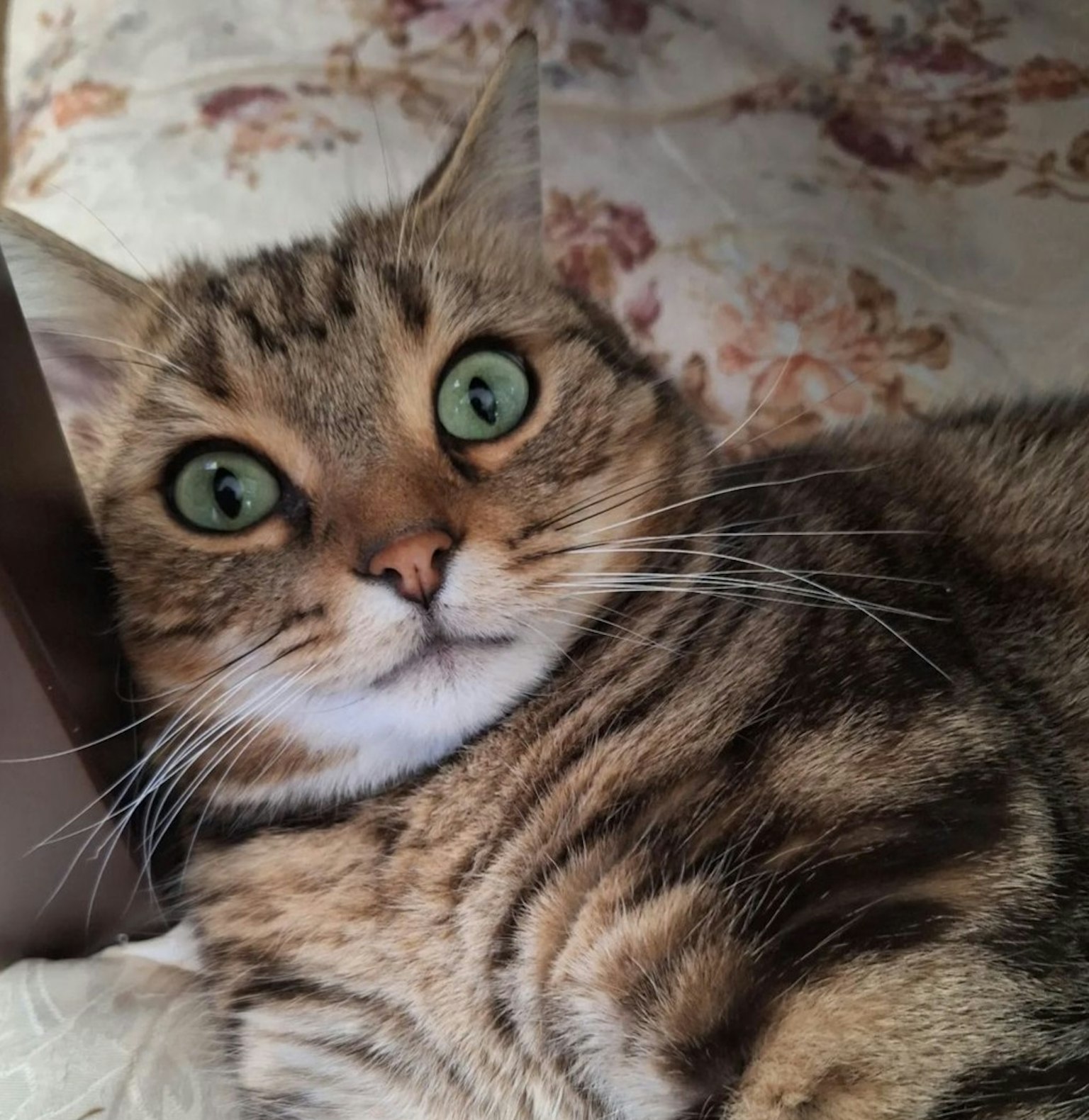 Un gatto marrone con un'espressione sorpresa sdraiato