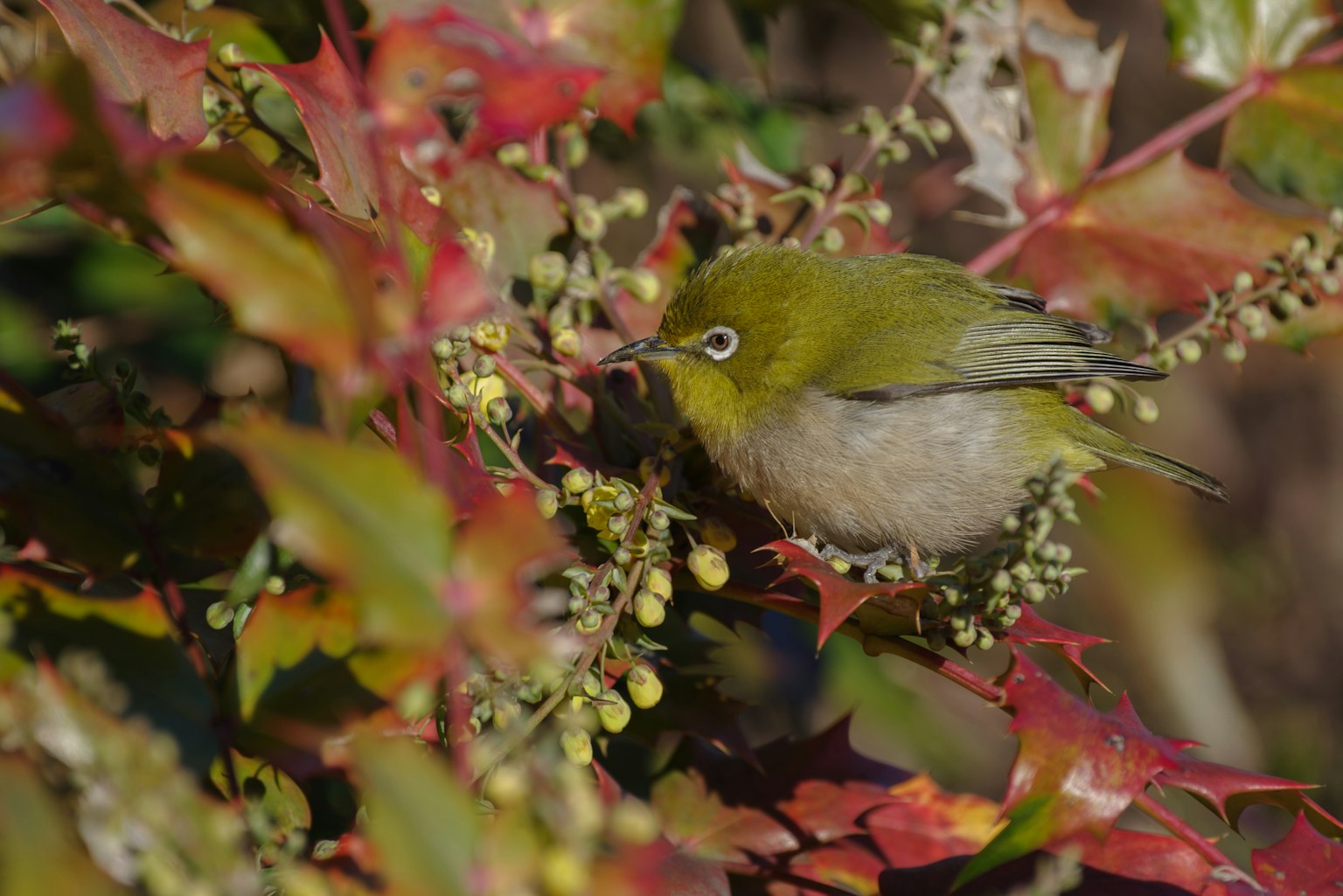 A small green bird perched on a plant with red leaves and white berries