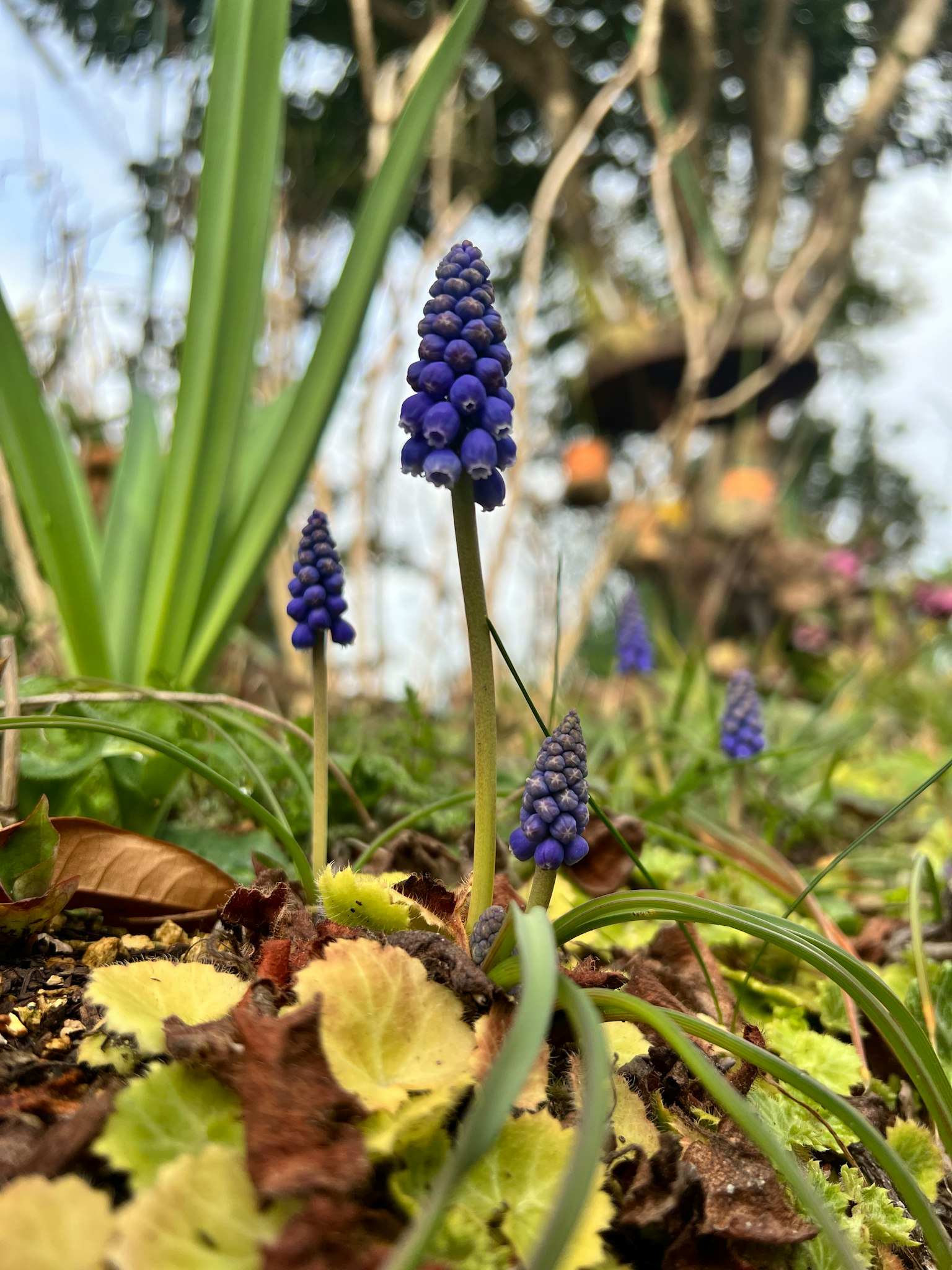 花園中盛開的紫色風信子花的場景