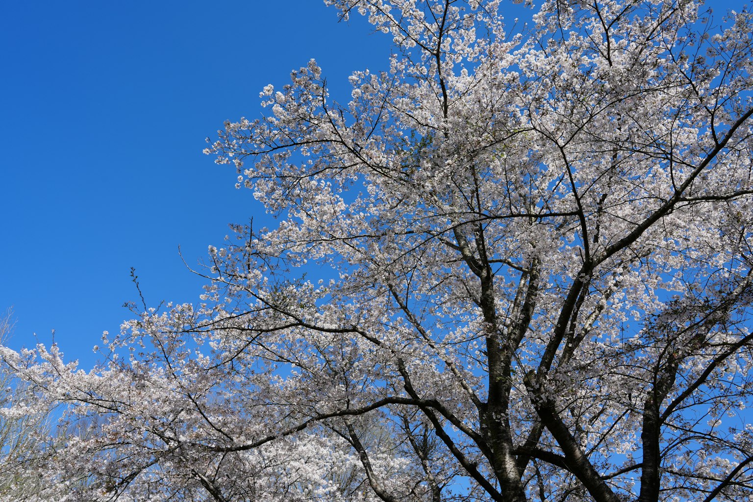 Arbre de cerisier en pleine floraison sous un ciel bleu dégagé