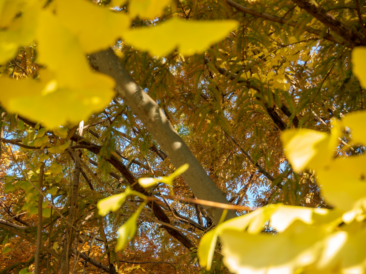 Entouré de feuilles jaunes d'automne avec un aperçu du ciel bleu