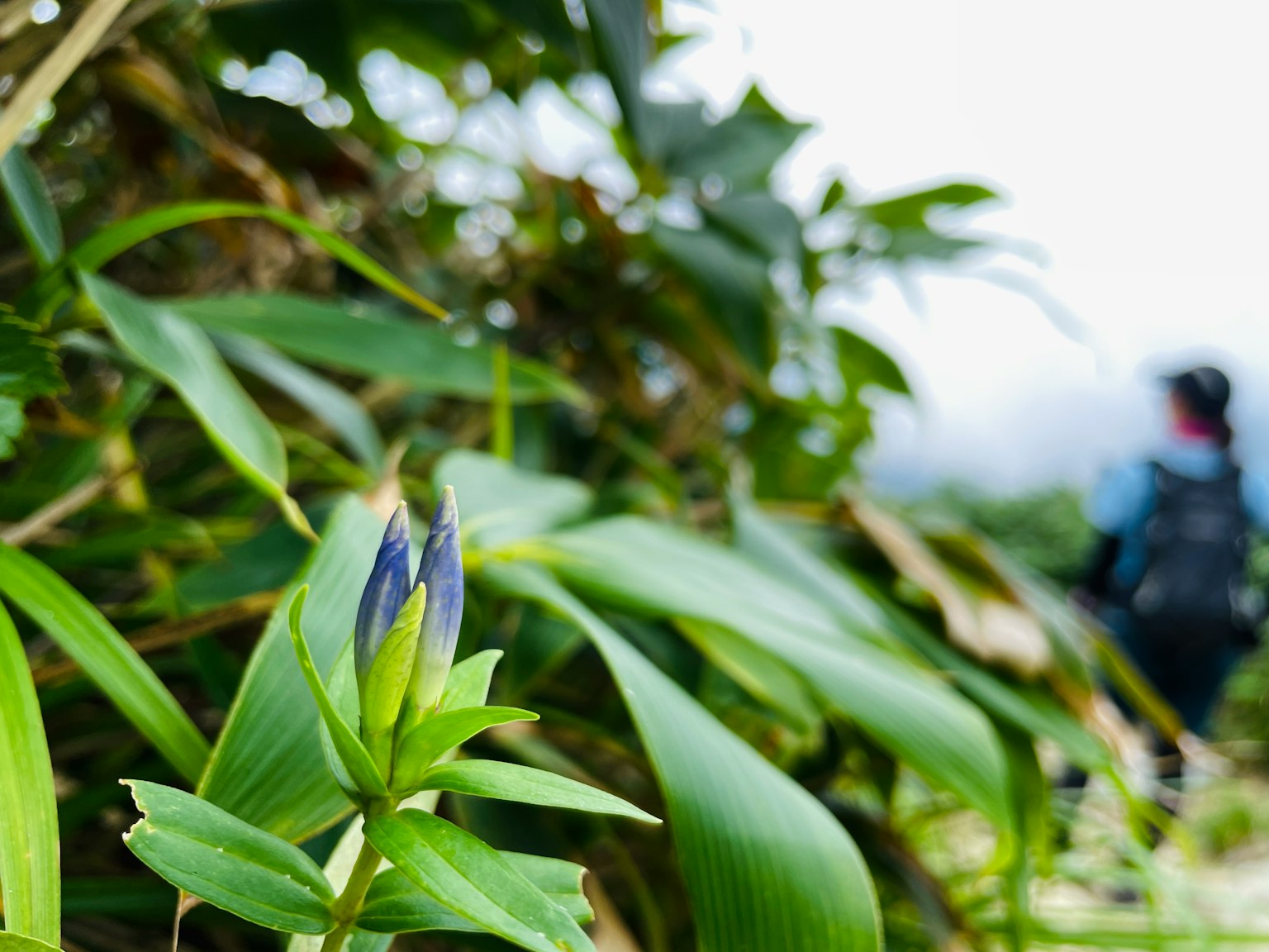 Blue-purple bud among green leaves with a blurred hiker in the background