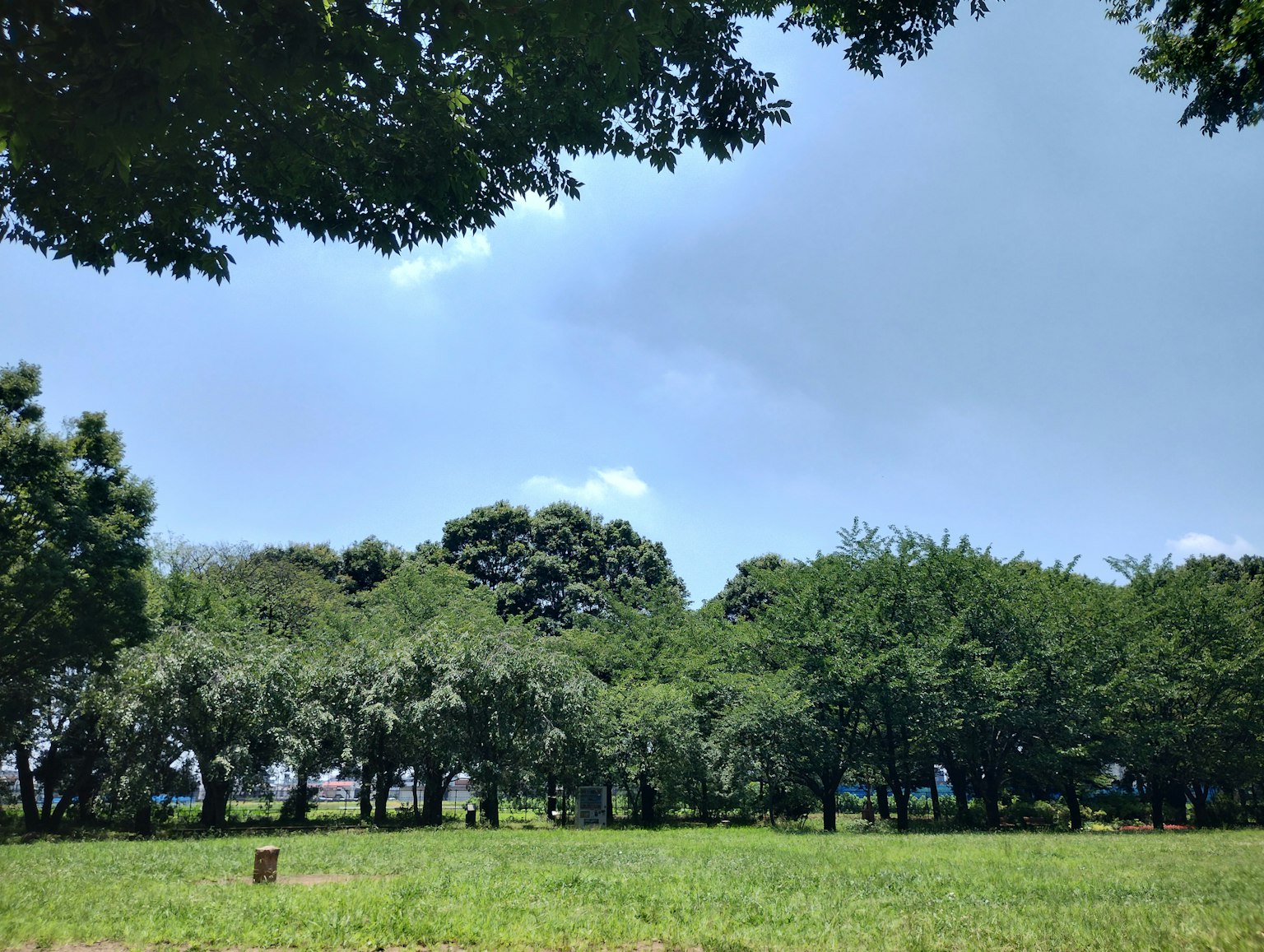 ทิวทัศน์สวนสาธารณะที่มีท้องฟ้าสีฟ้าและต้นไม้เขียวขจี