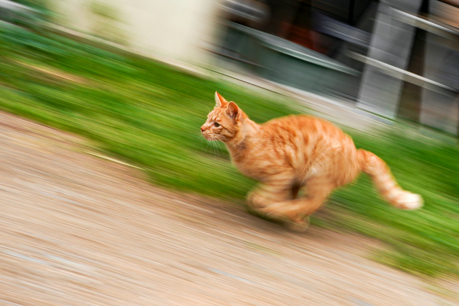 模糊的橙色猫在草地上快速奔跑
