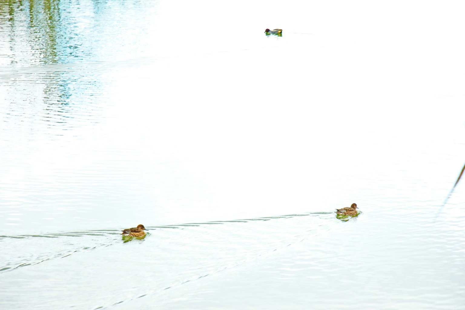Dos patos nadando en una superficie de agua serena con un fondo claro