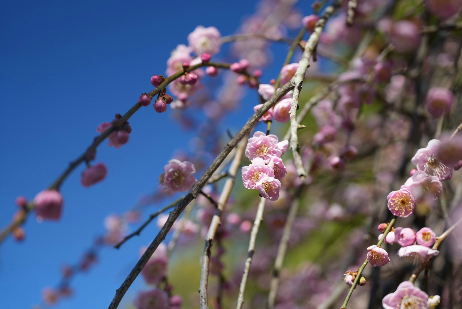 Rami con fiori rosa sotto un cielo blu chiaro
