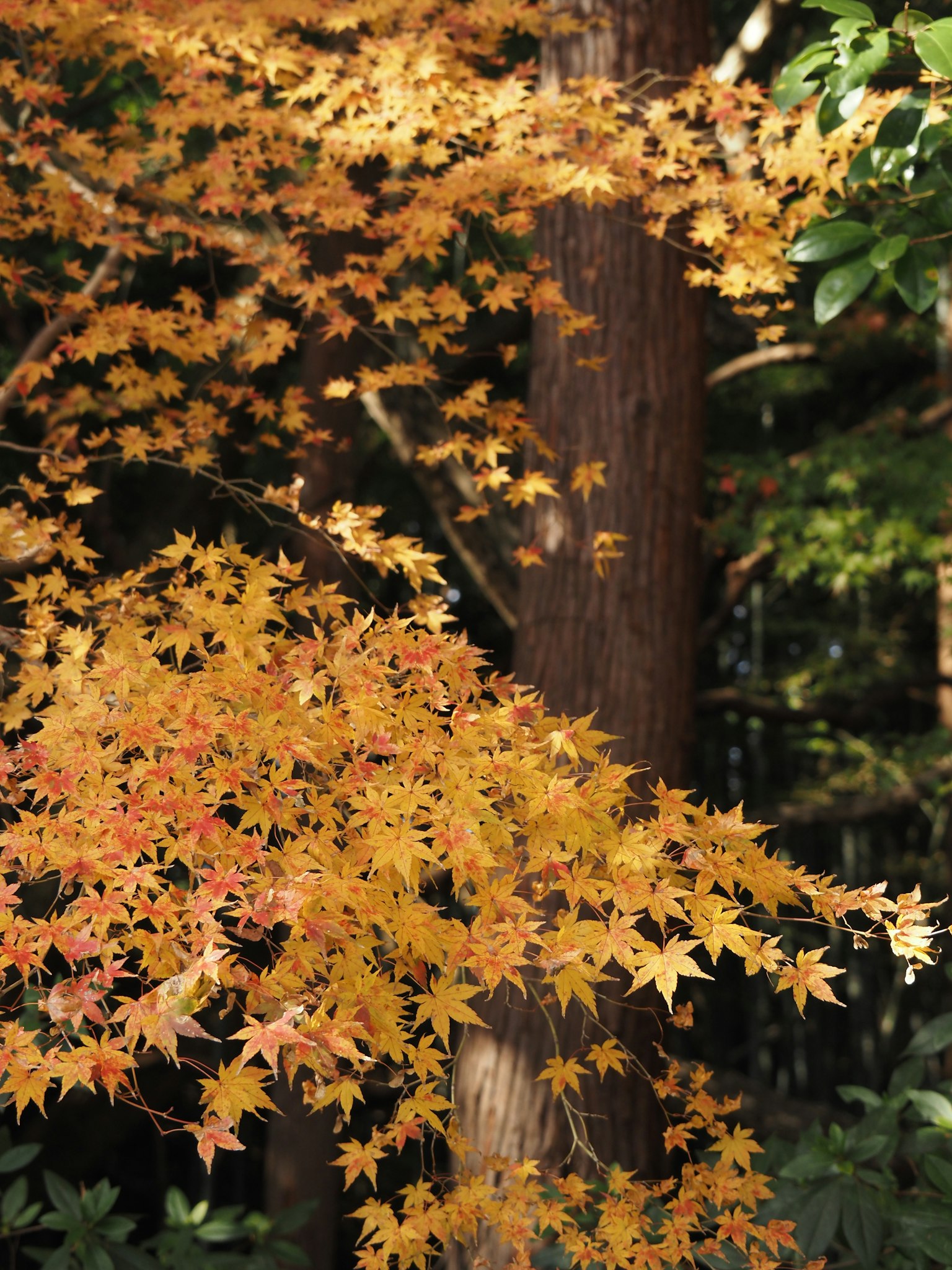 Gros plan de feuilles jaunes vibrantes sur une branche d'arbre