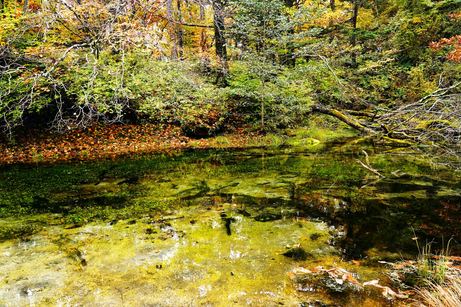 Vue pittoresque d'un étang tranquille entouré de feuillage d'automne